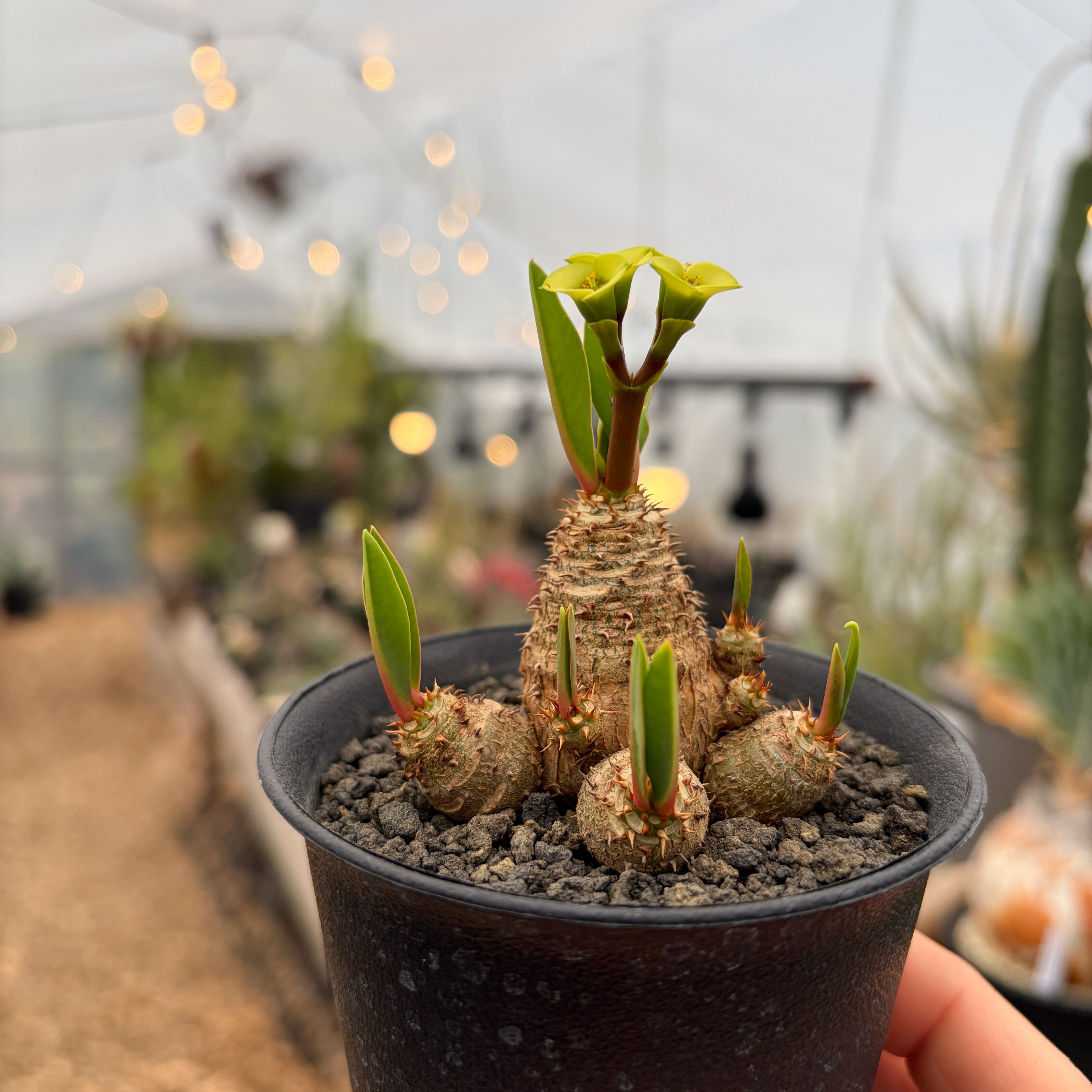 ユーフォルビア  ブレビフォリア Euphorbia brevifolia【ユーフォルビア・ブレビフォリア】 | RIMO'S