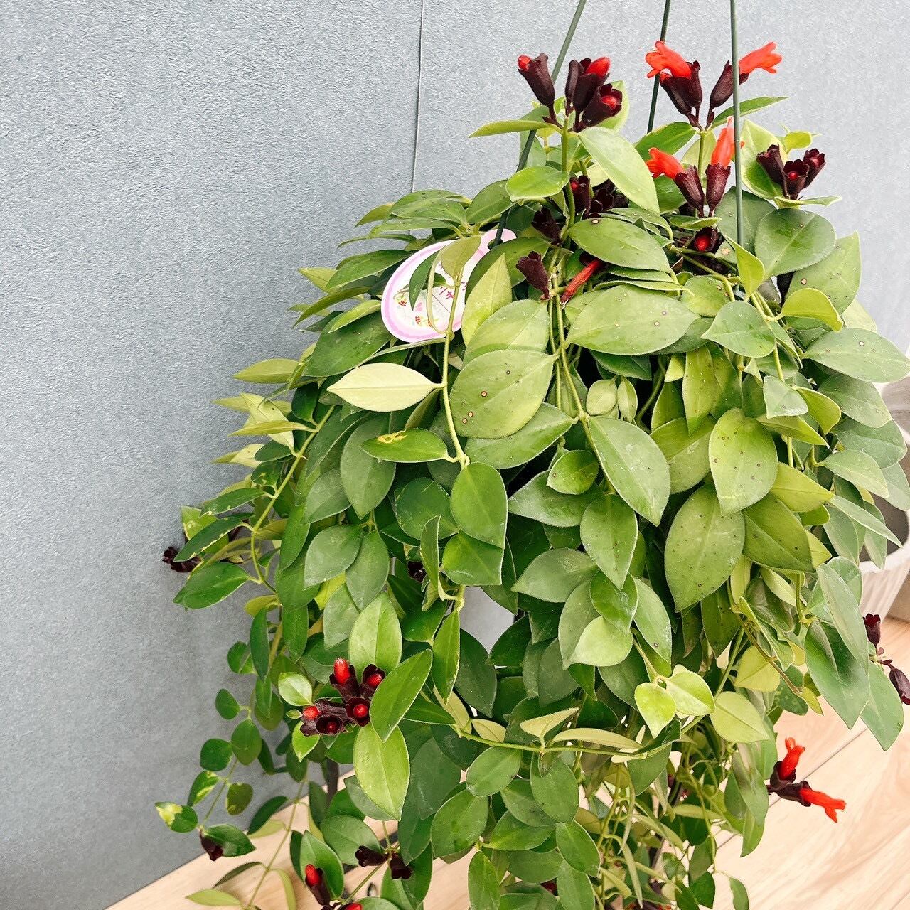 現品］51番 エスキナンサス モナリザ 5号 観葉植物 室内 吊り下げ