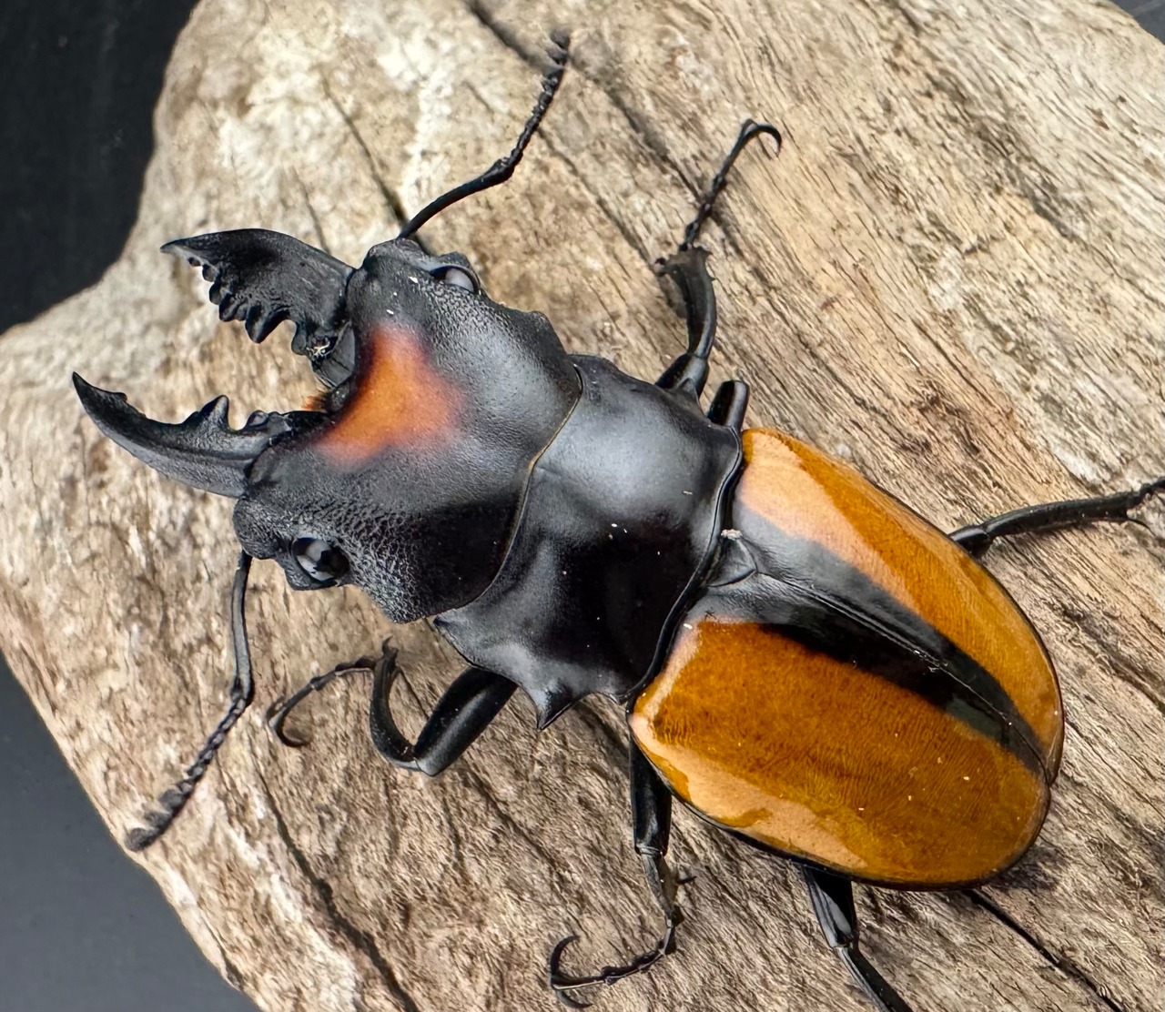 【WF1】《ボーレンホーベンツヤクワガタ 55mm ペア》