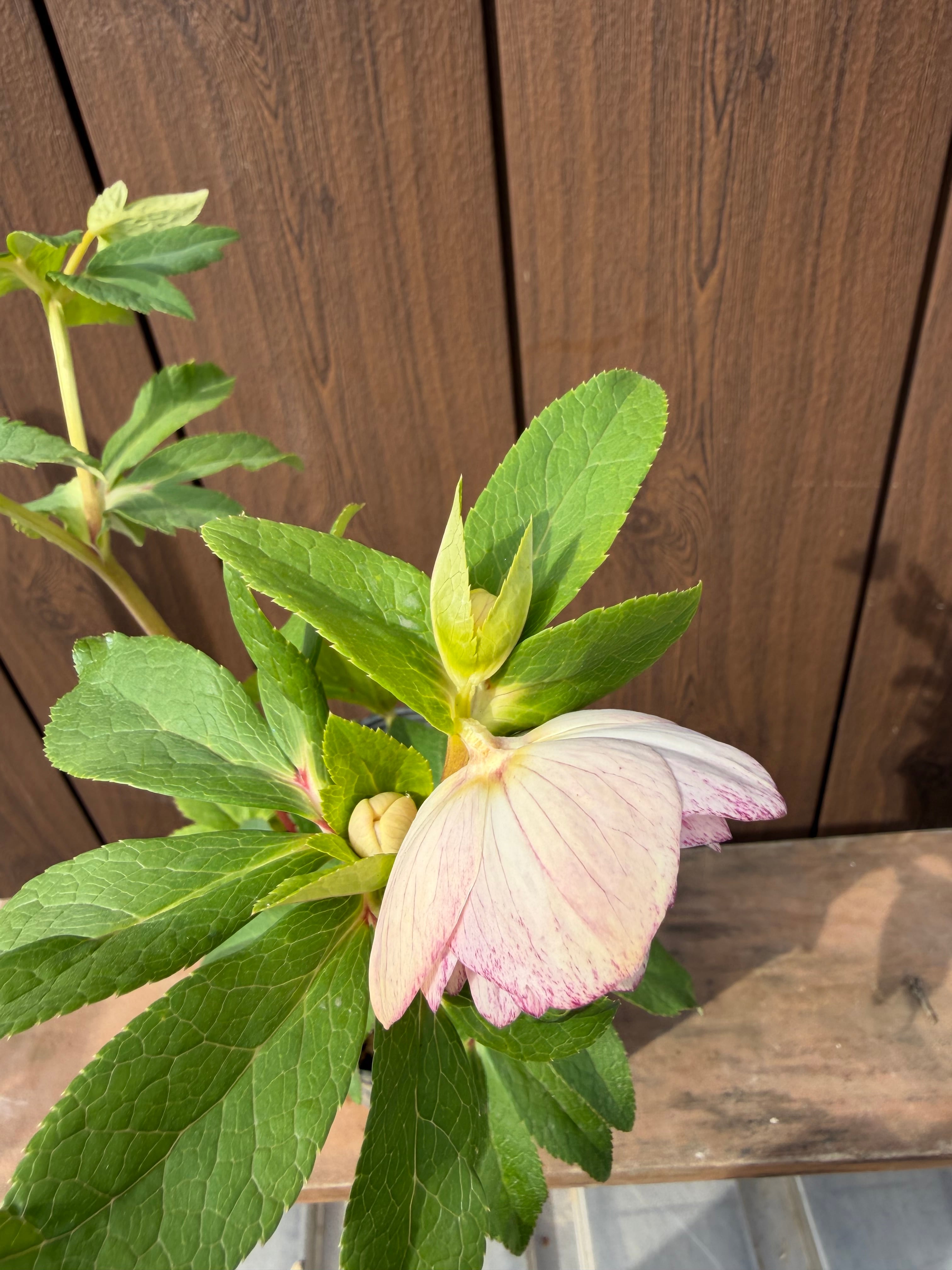 ピンクグラデーションdd 加藤農園 クリスマスローズ【Ka07】送料無料