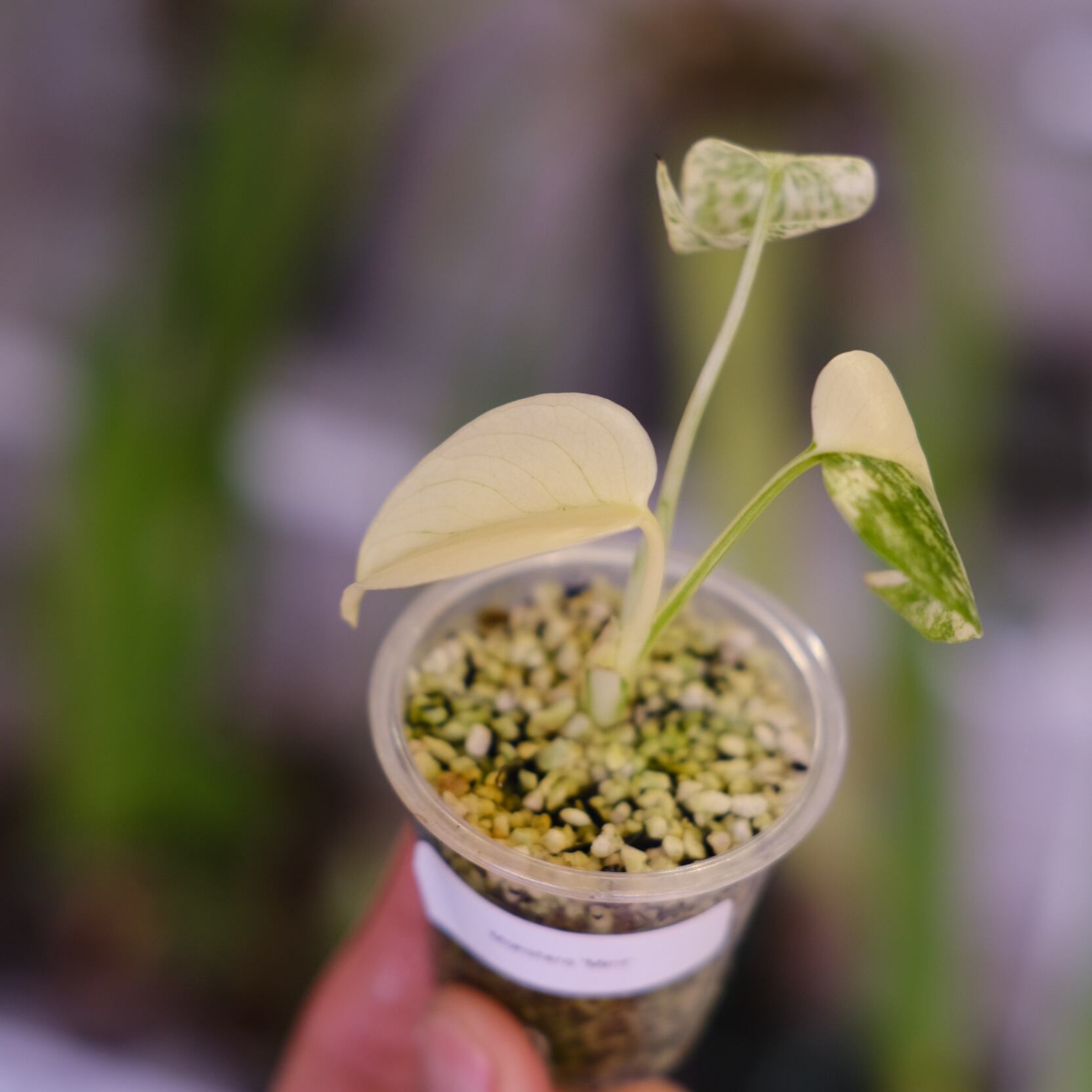 Monstera 'Mint'｜モンステラ ミント｜観葉植物 | tokyoplants