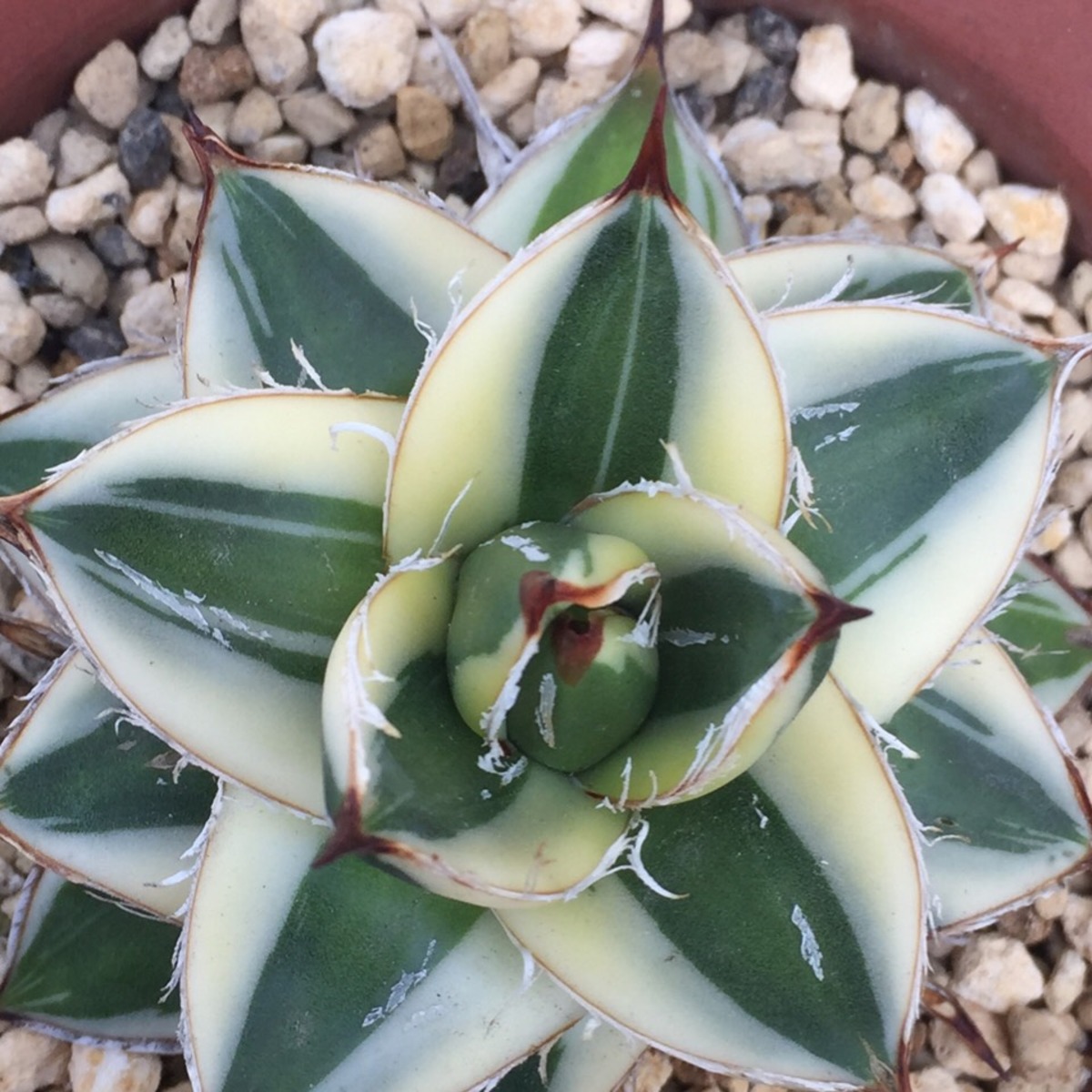 アガベ ピンキー | kojimaplants