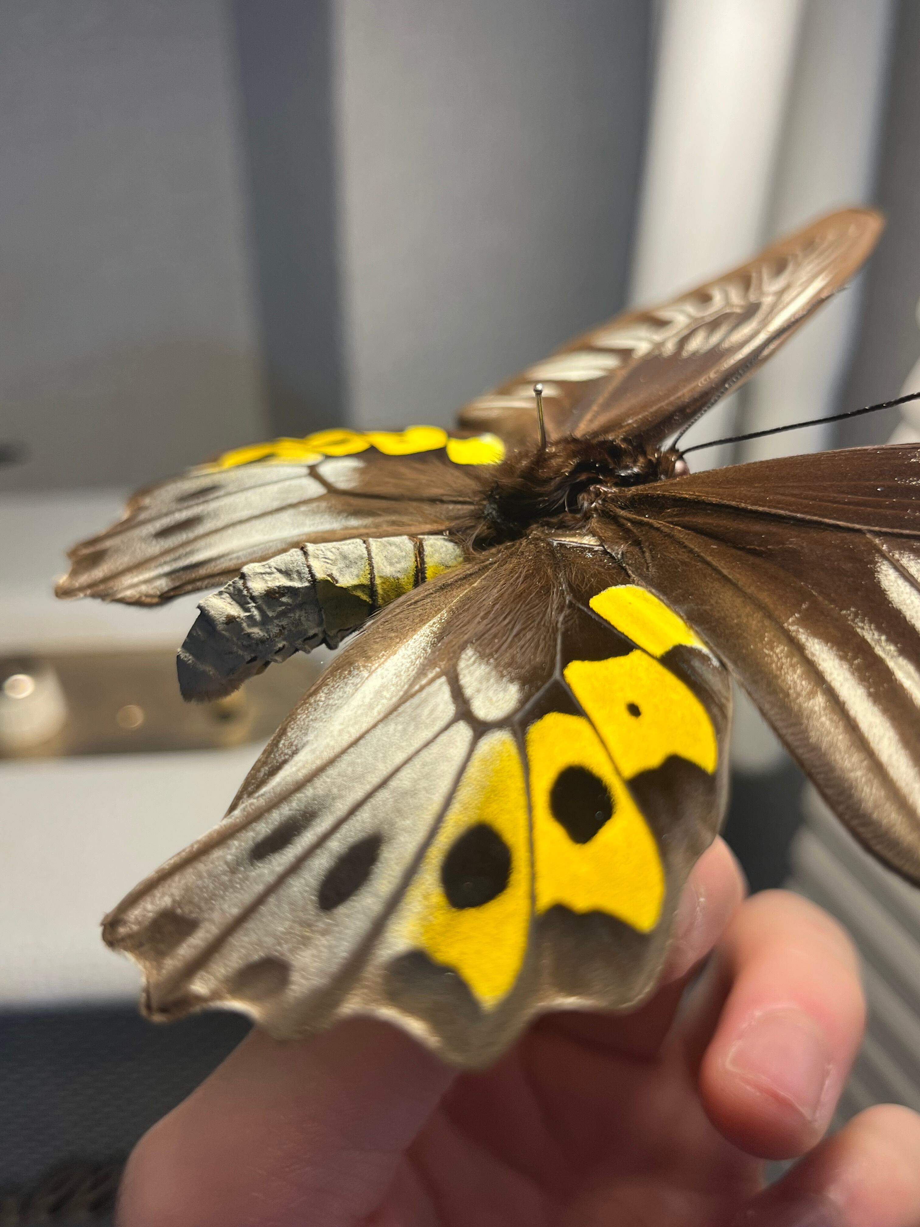 サビモンキシタアゲハ 蝶 外国産蝶標本 標本 | オモニキチュウ