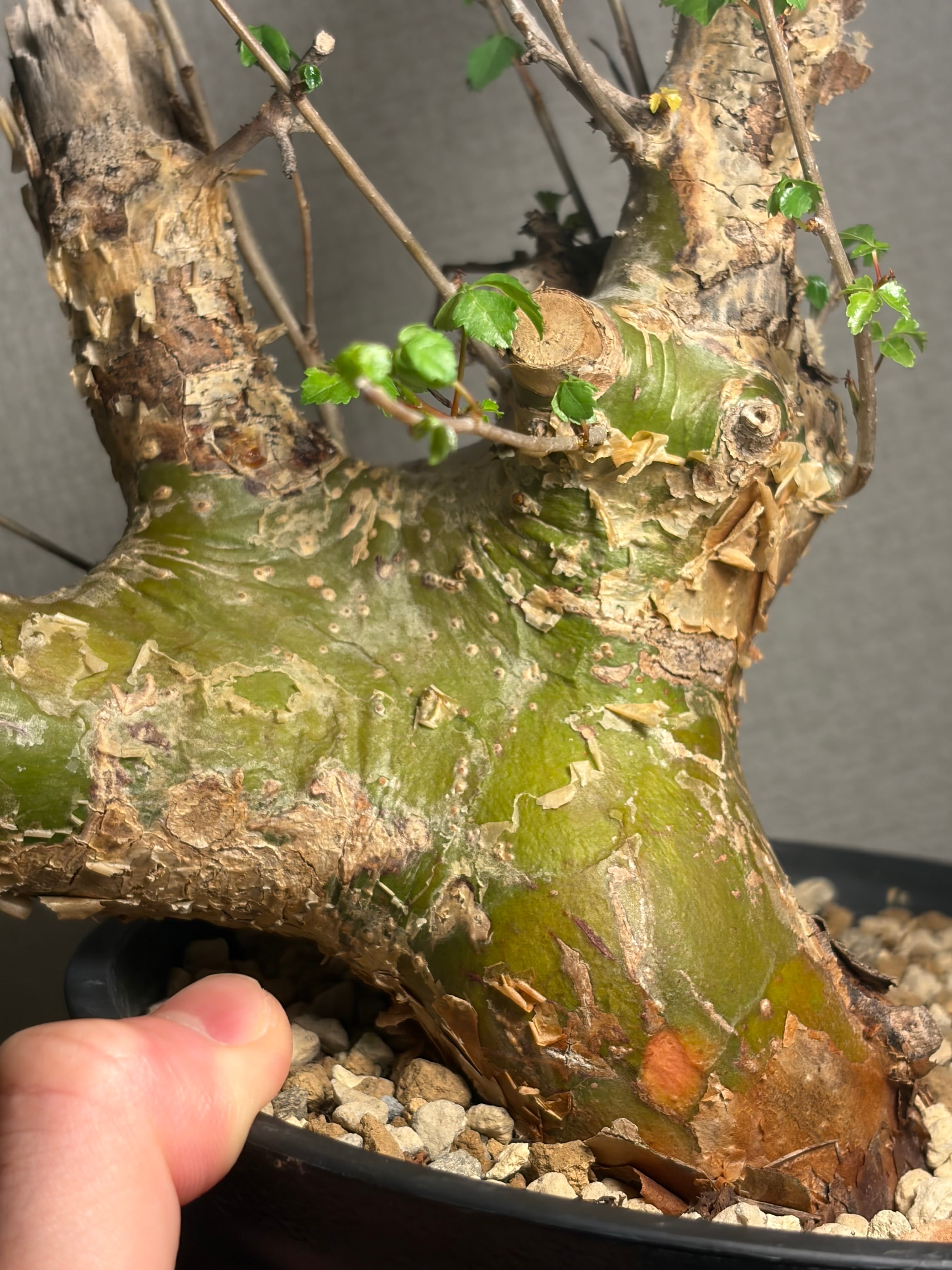 コミフォラ シクロフィラ 塊根植物 エイル アフリカーナ