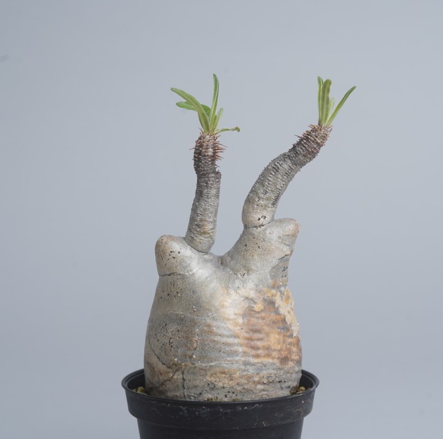 パキポディウム グラキリス no.8 〈発根済み〉