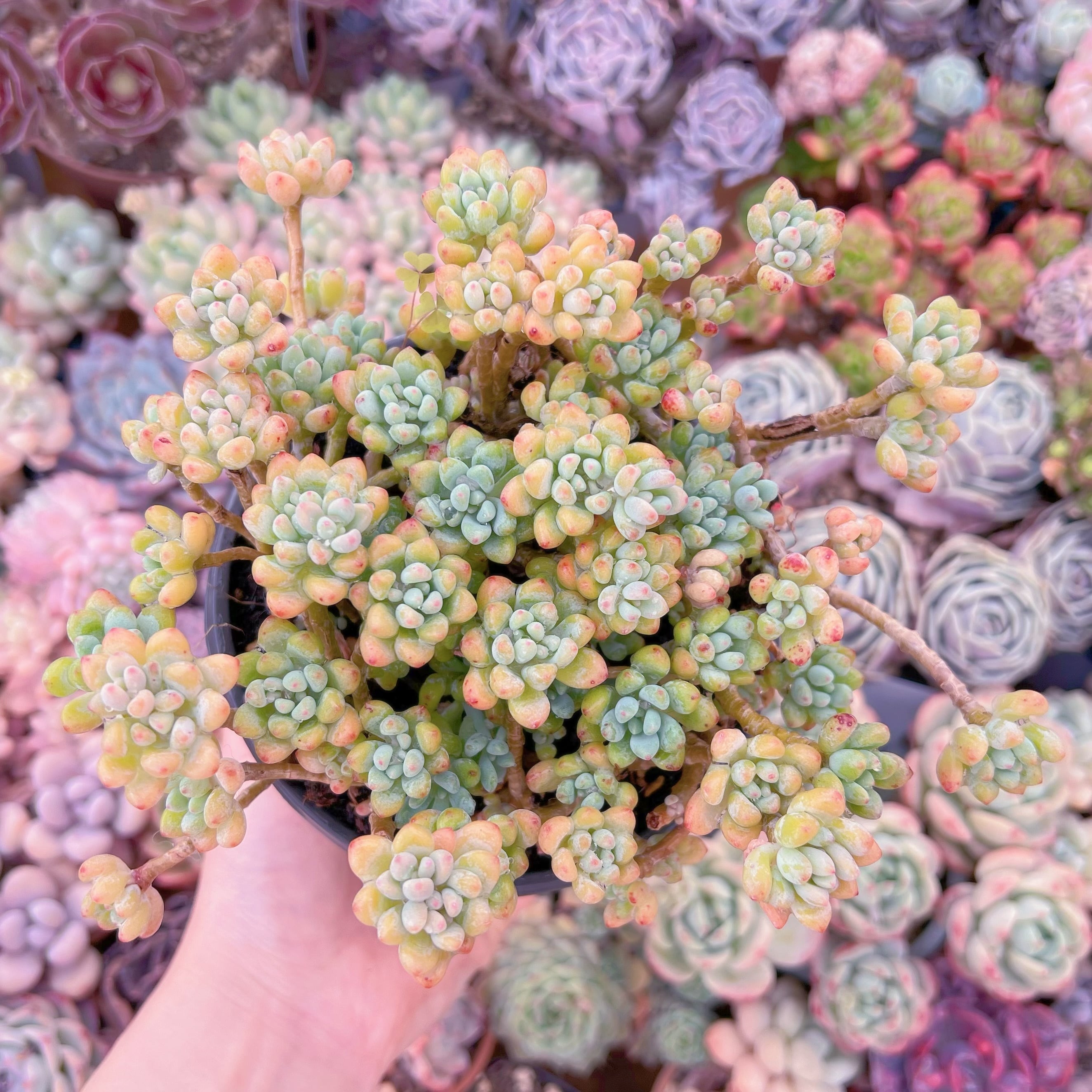 現品　ブルービーン#064  群生　新入荷　るる農園