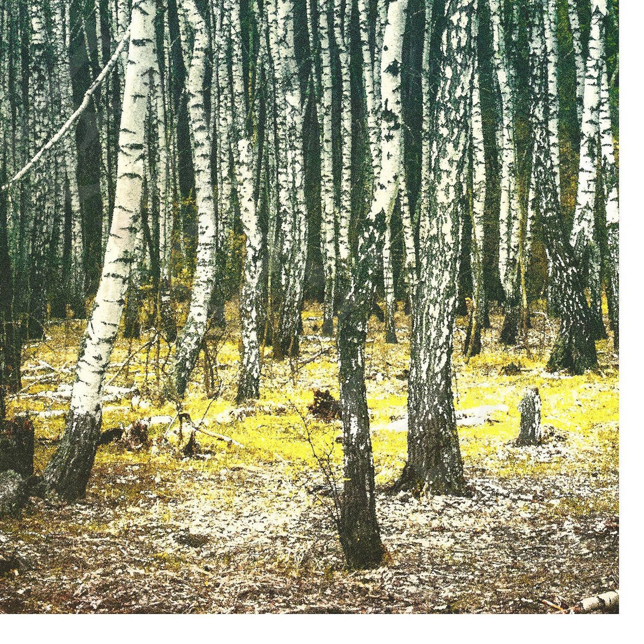 アートポスター /  Birch forest no.2  eb162