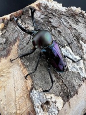 《ニジイロクワガタ 青紋紫根系 56mm ペア》セルヴォラン氏委託個体