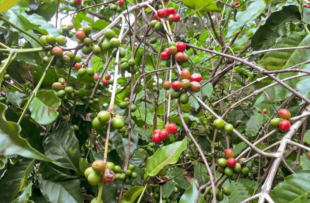 East Timor : Timor Global Estado Fully Washed  コーヒー　生豆　500g