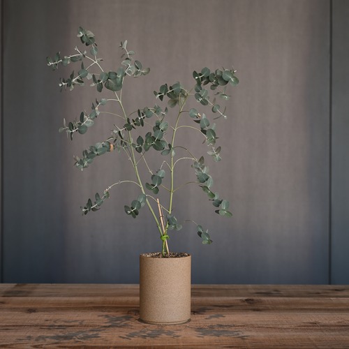 《HASAMI PORCELAIN【Planter φ85×106mm Natural】》| HASAMI PORCELAIN