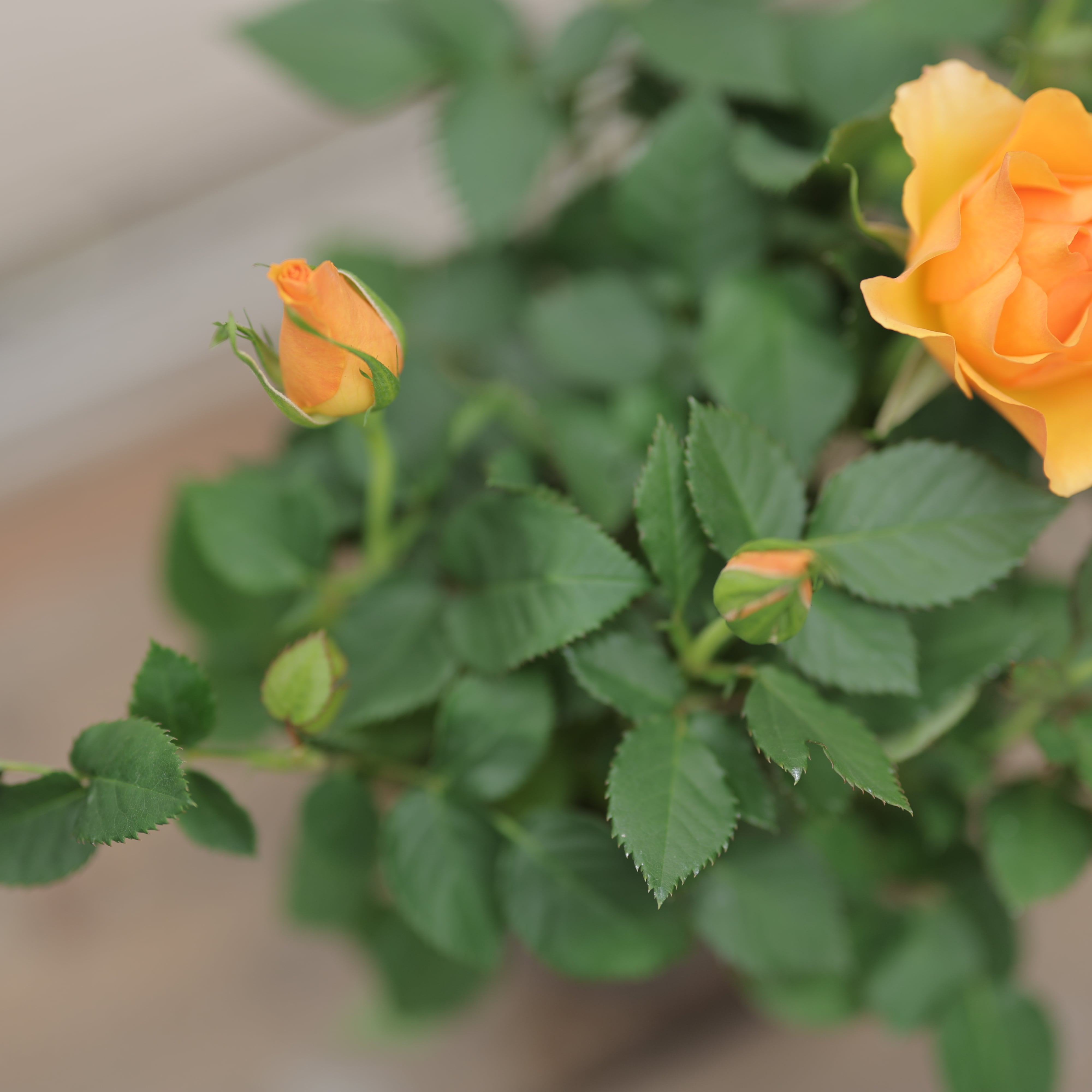 ミニバラ マンダリナ コルダナ●コルダーナ ミニ薔薇 小輪強健 四季咲き多花性で長く花を楽しめます 耐寒性 落葉低木 3.5号 母の日