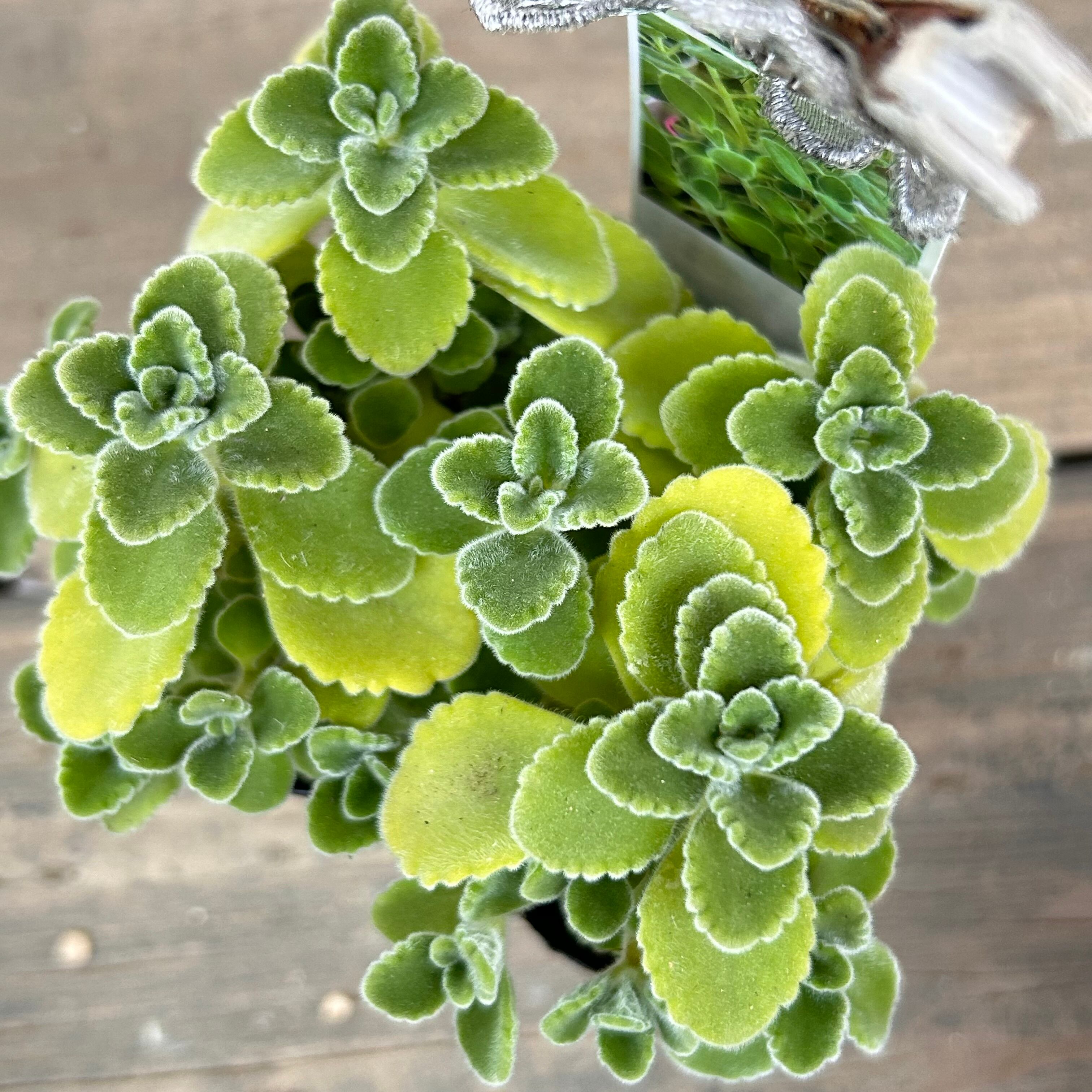 アロマティカス | RuPo 多肉植物専門店
