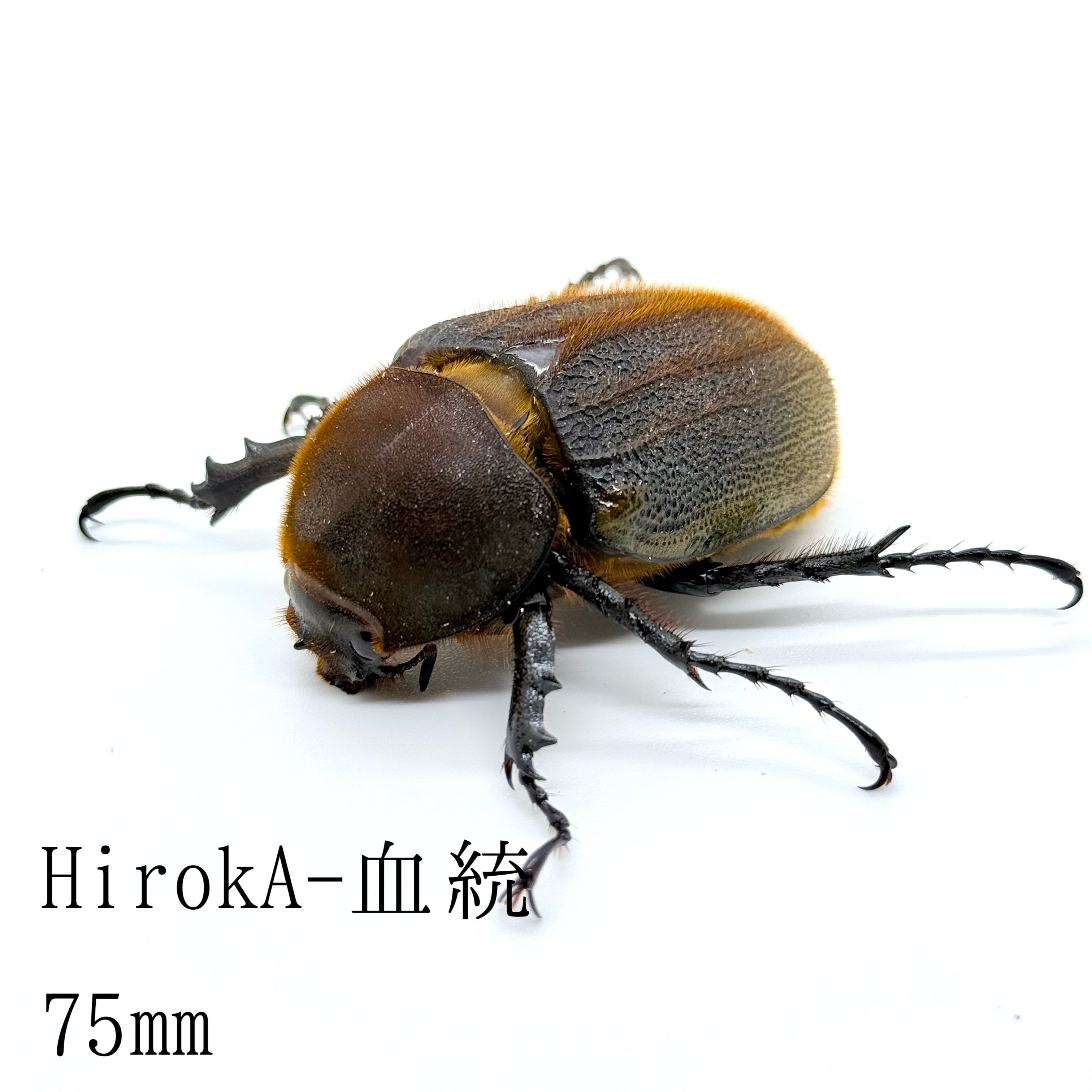 75㎜ / 成虫 / メス / 未後食 / ヘラクレスオオカブト