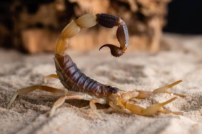 サソリ サソリ | オモニキチュウ