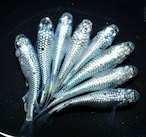 【現物】ネプチューンシルバー 3ペア+メス2