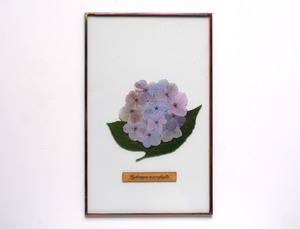 紫陽花のガラス標本 no.24 -Hydrangea Glass Specimen-