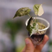 Alocasia Amazonica Polly Pink varigated② / アロカシア アマゾニカ ポリー ピンク斑入
