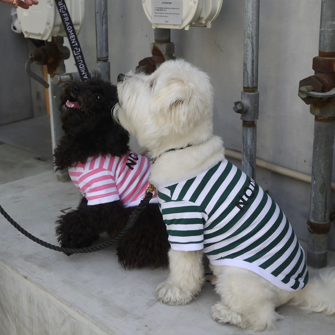 NO DOG 犬服カットソー半袖ボーダー（グリーン・ピンク） | NO COFFEE