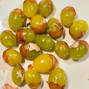 銀杏〜ゆうパケットで送料お得〜【泰幸園】