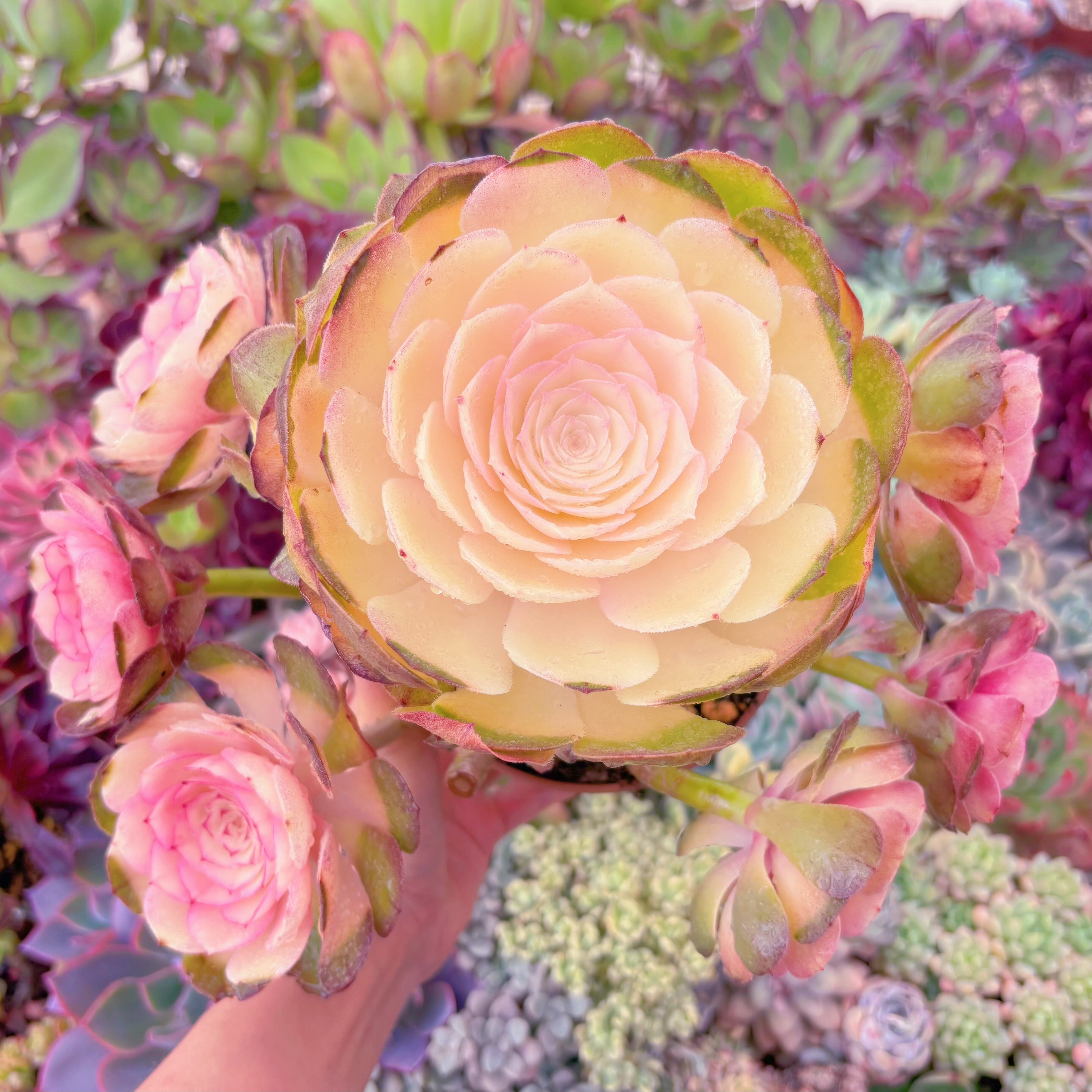 現品　ハロウィン白錦#888　特大　新入荷　るる農園