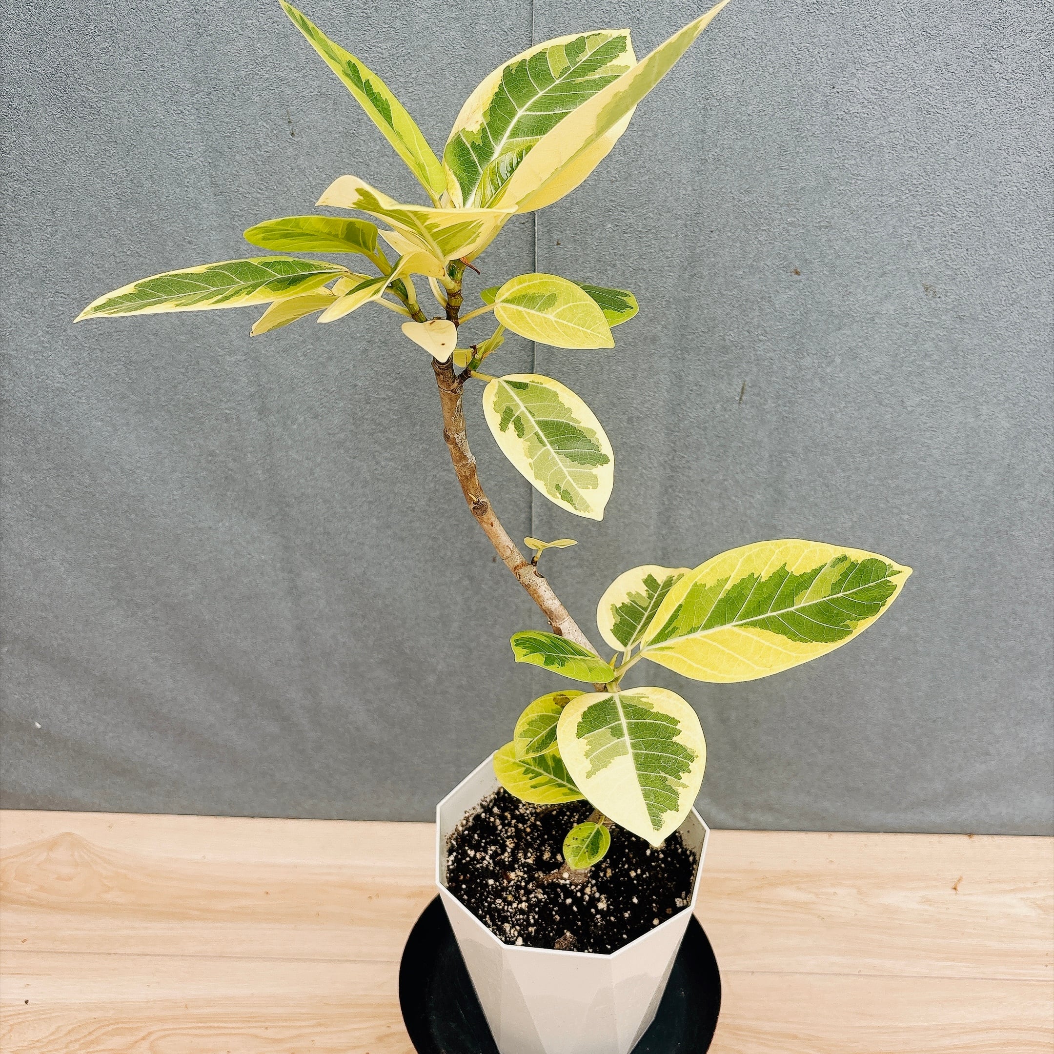 現品］【希少】1番 ドラセナ ドラコ 竜血樹 8号 観葉植物 レア 室内