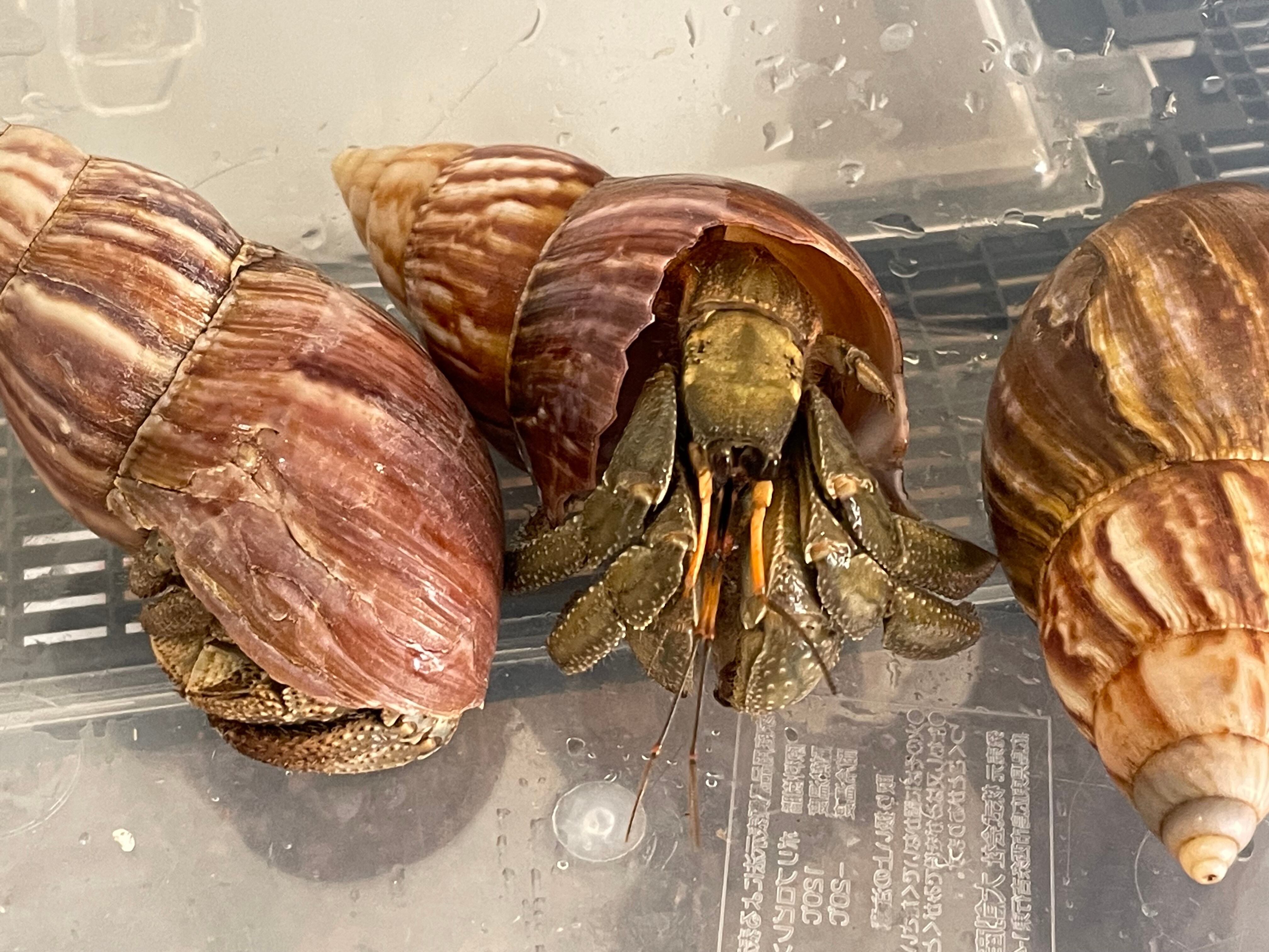 オカヤドカリLサイズ | 奇蟲・昆虫・甲殻類販売 crab dear