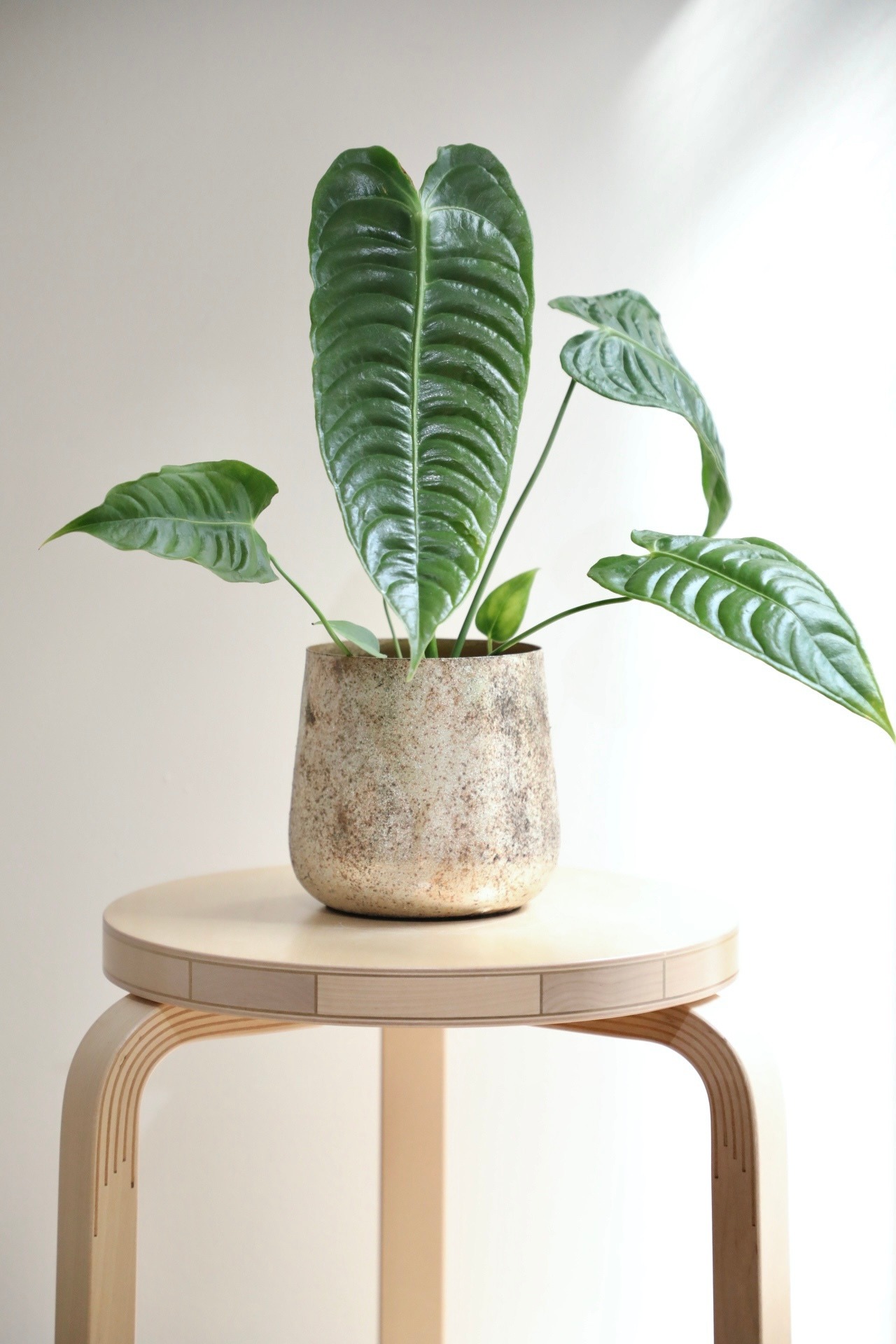 【S】アンスリウム ベイチー/Anthurium