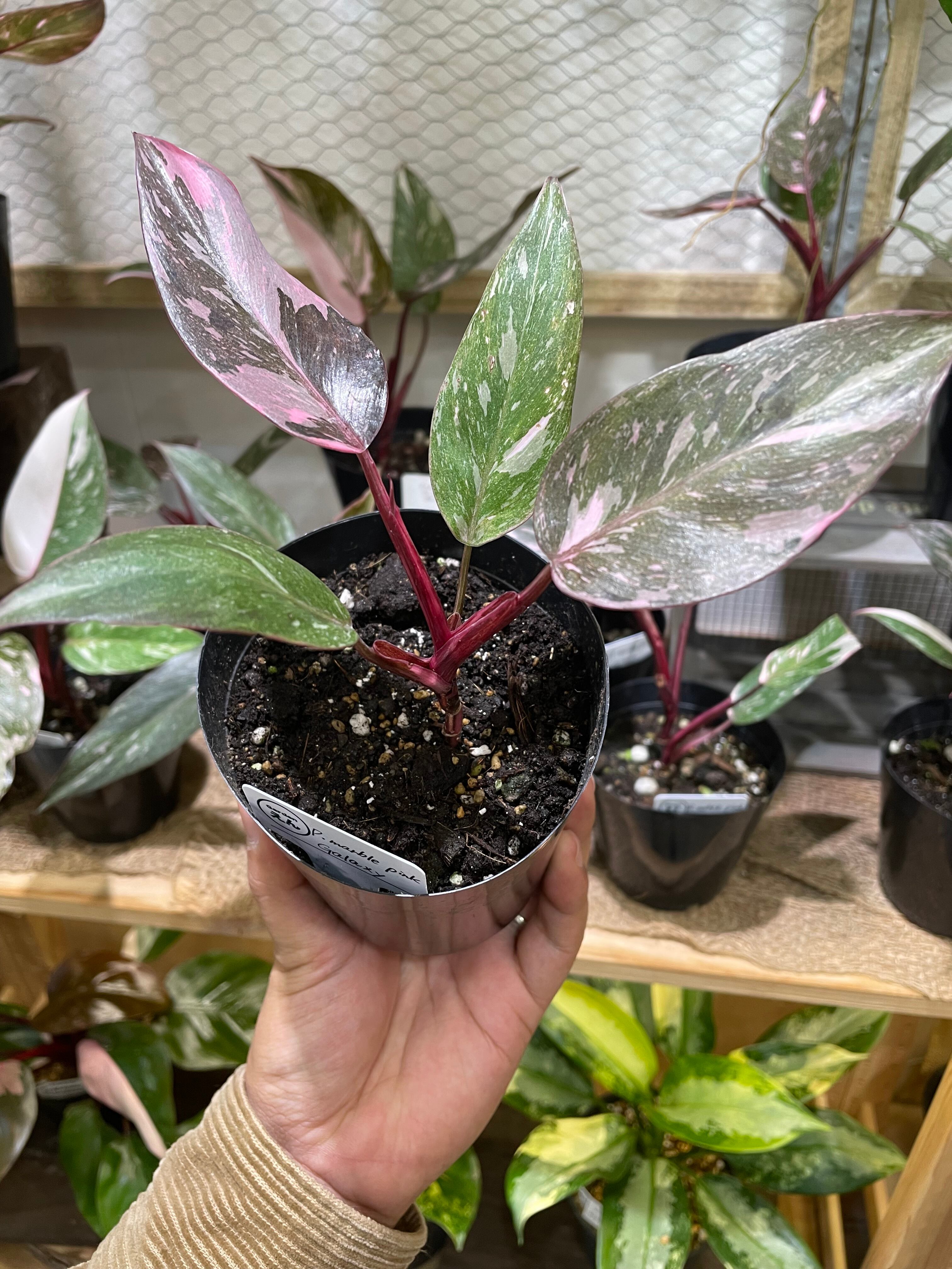 希少】Philodendron Pink Princess Marble 