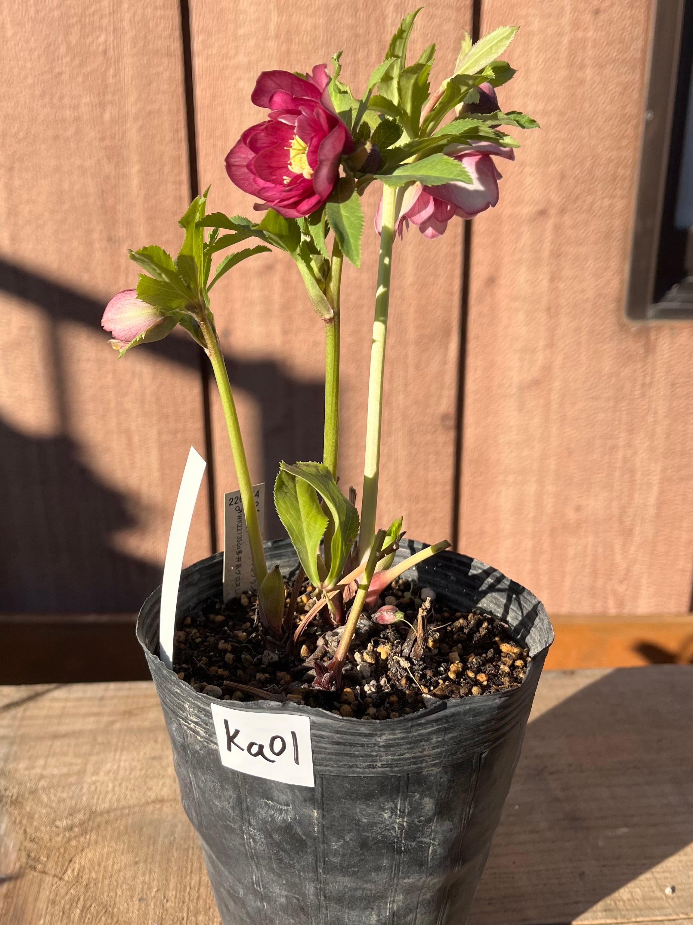 キラメキ☆レッド 加藤農園 クリスマスローズ【ka05】送料無料