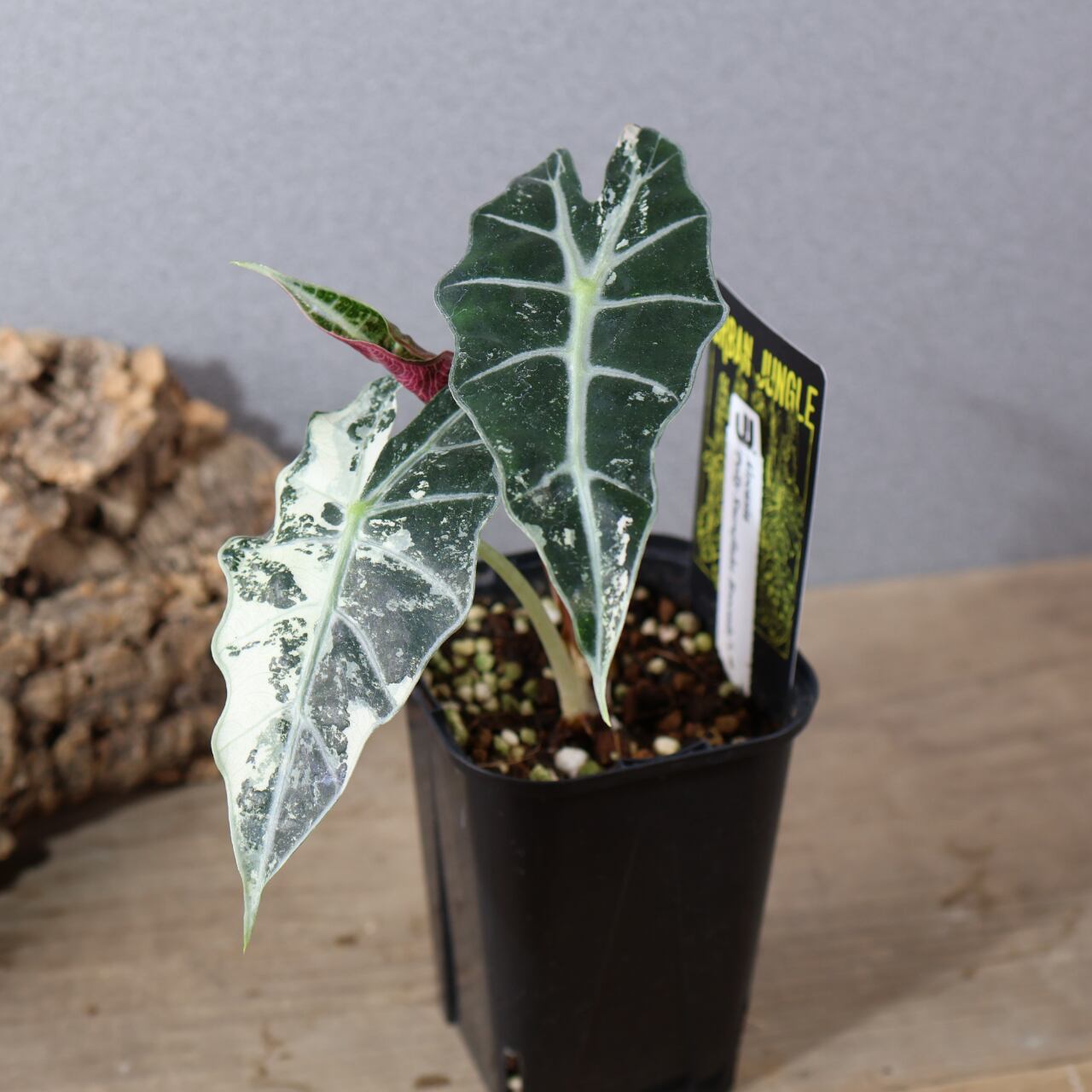 MARX PLANTS | 観葉植物・多肉植物・塊根植物