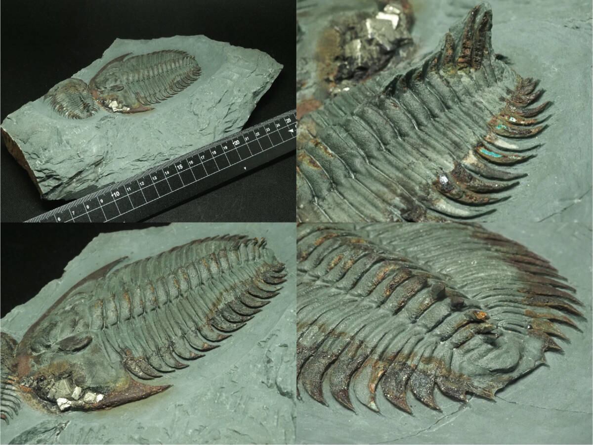 パイライト共生！超極上・希少種！三葉虫【Longianda termieri