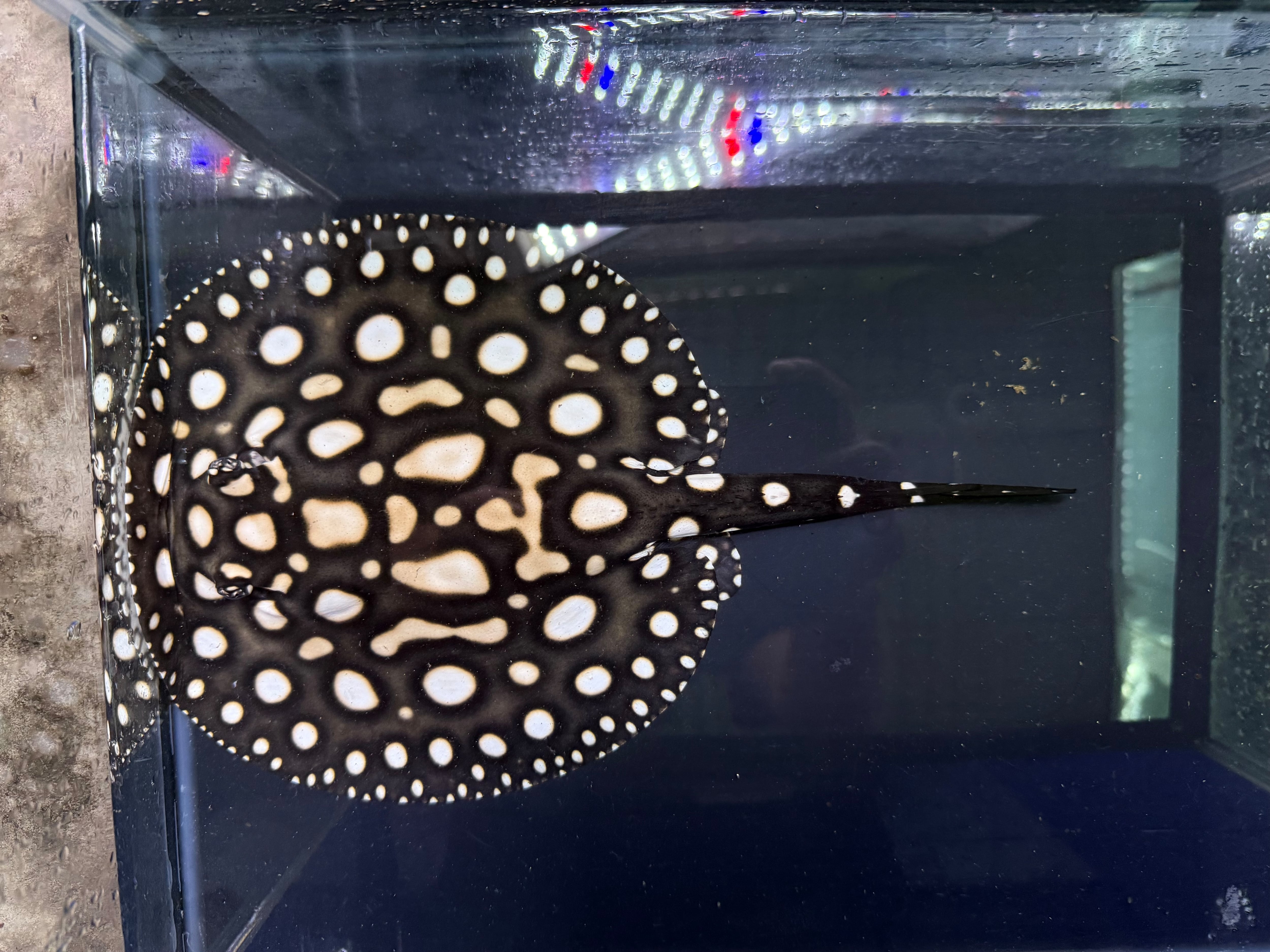 中古水槽 900×450×450アクリル水槽セット | アクアショップ ビリーケン