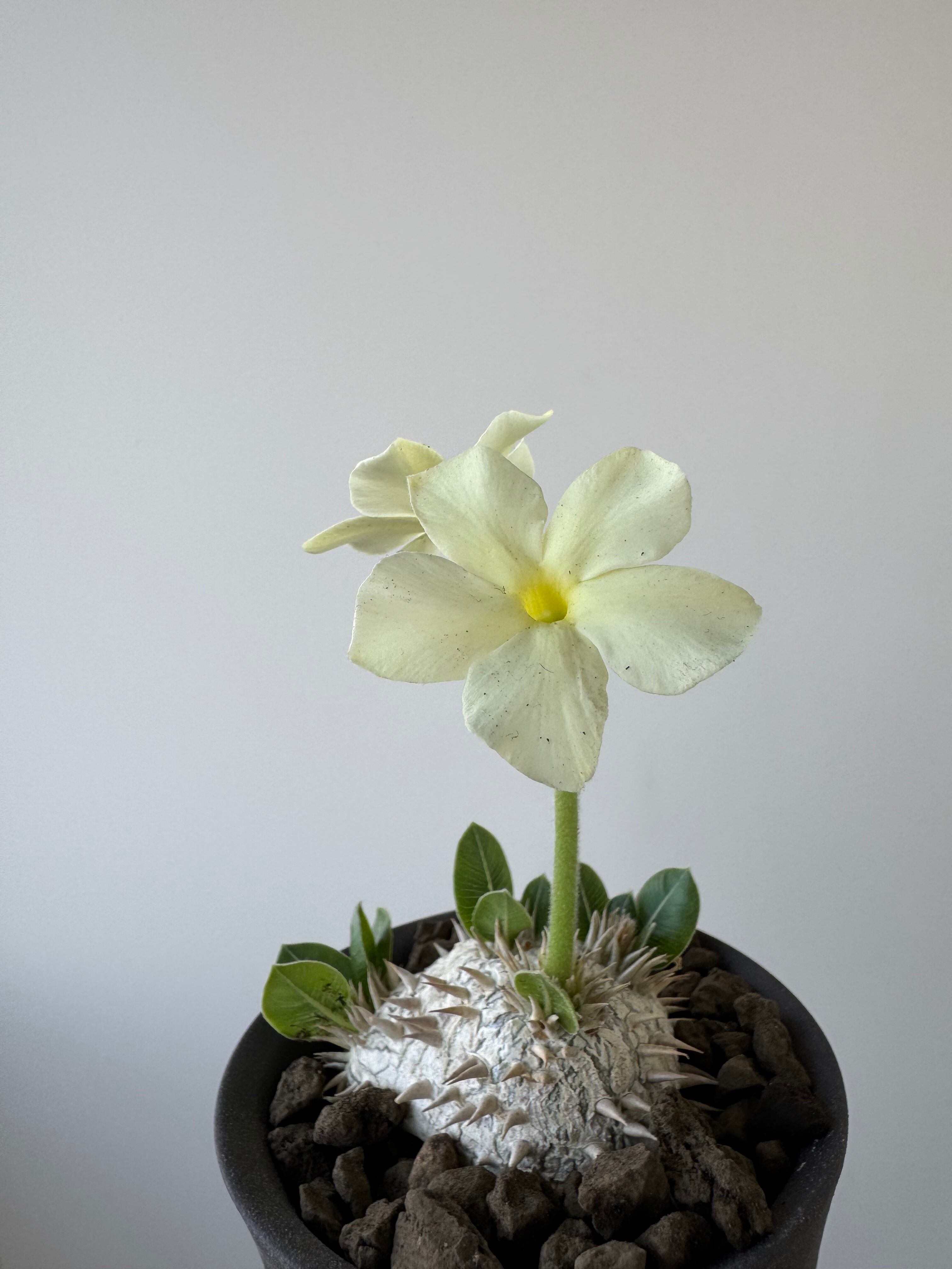 新着】Pachypodium brevicaule var.leucoxanthum × VALIEM GHOST【白花