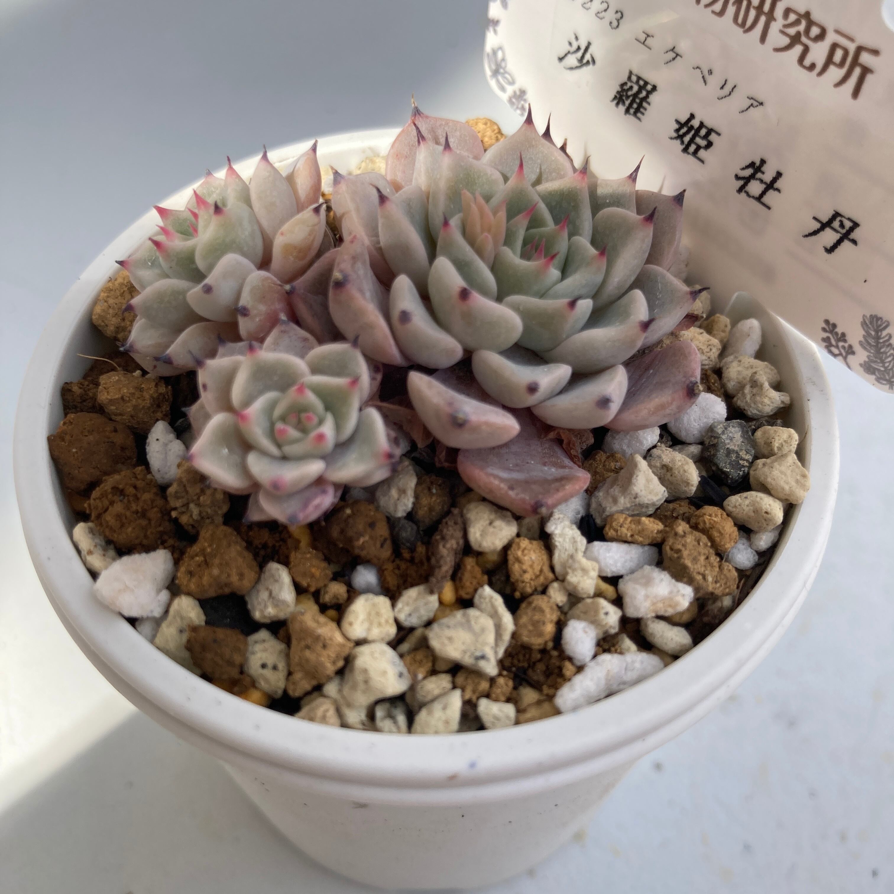 現物商品】沙羅姫牡丹 | 多肉植物研究所