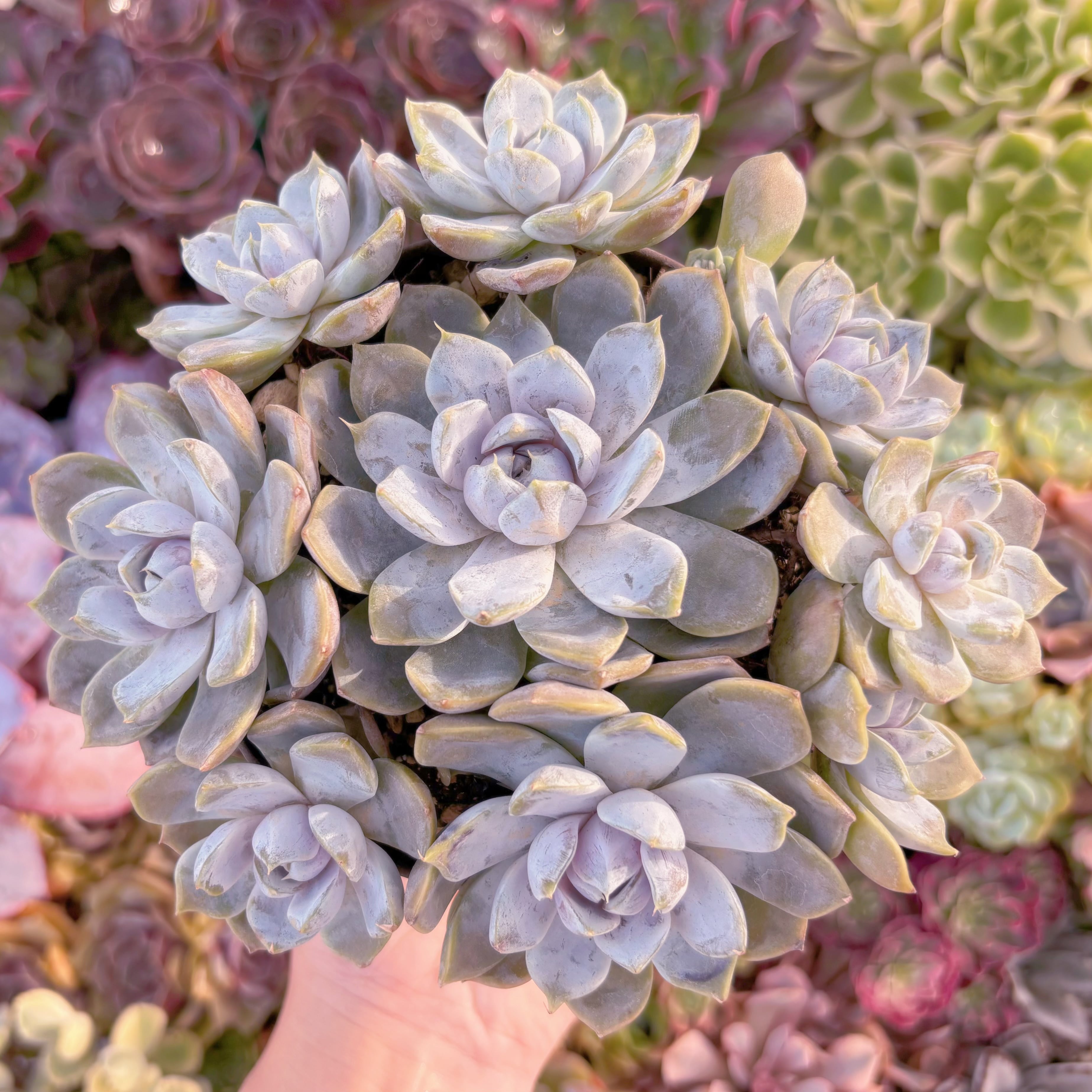 現品　雪兎#A69　大群生　新入荷　るる農園