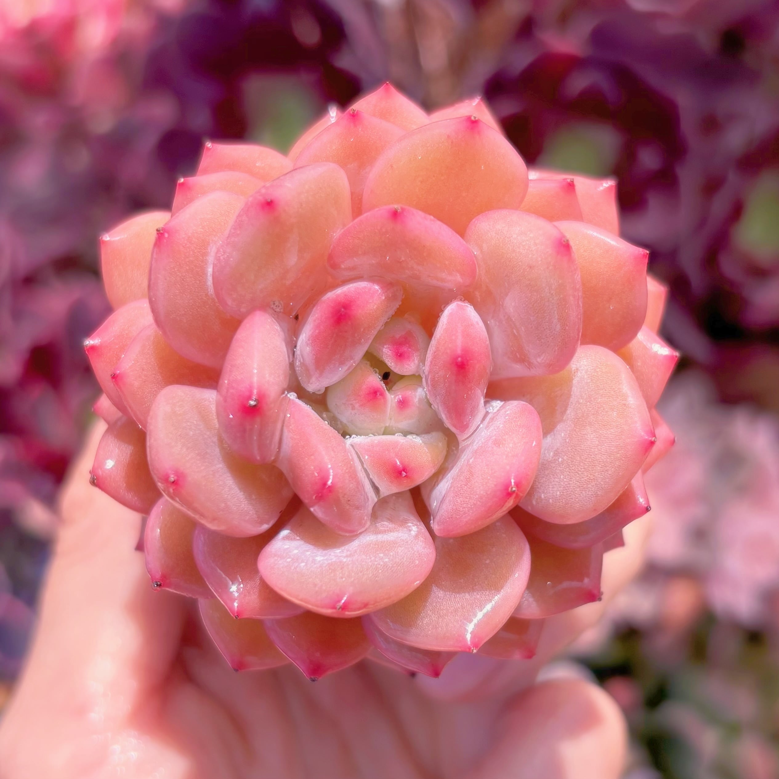 多肉植物　玉芙蓉　新入荷　るる農園