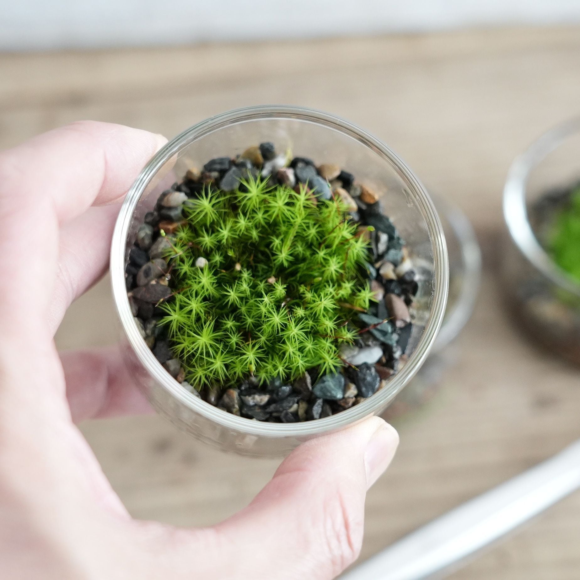 苔の種類日替わり豪華コケ弁当