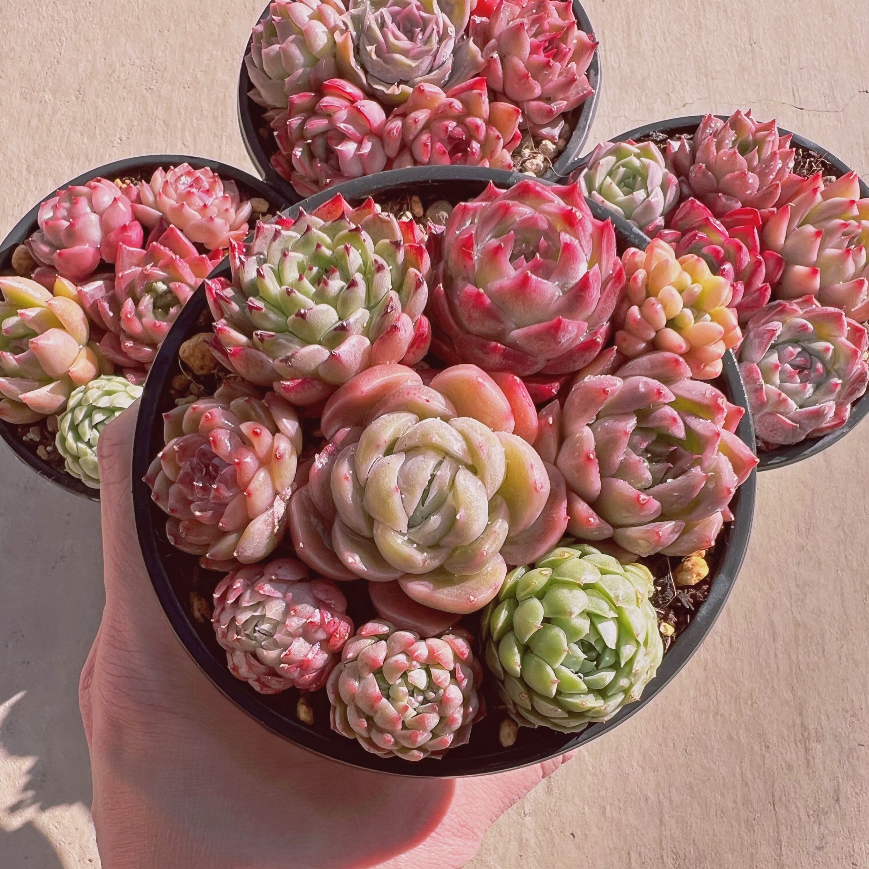 寄せ植えセット004 (1月26日base販売会)