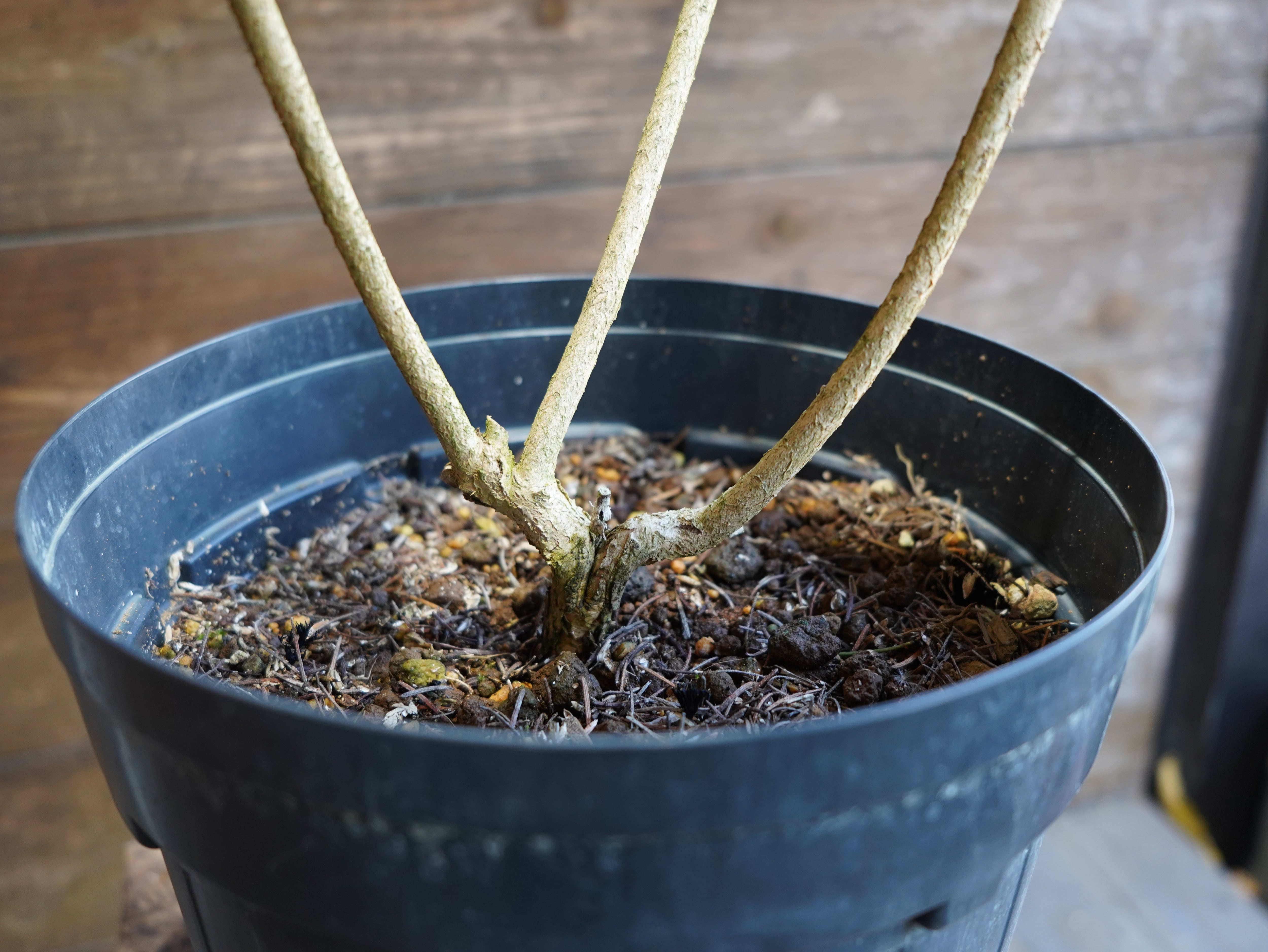 【現物】カロタムス　”ダスティーグレー”