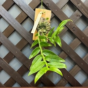 洋ラン　デンドロビウム　Den.polyanthum x sib【609】