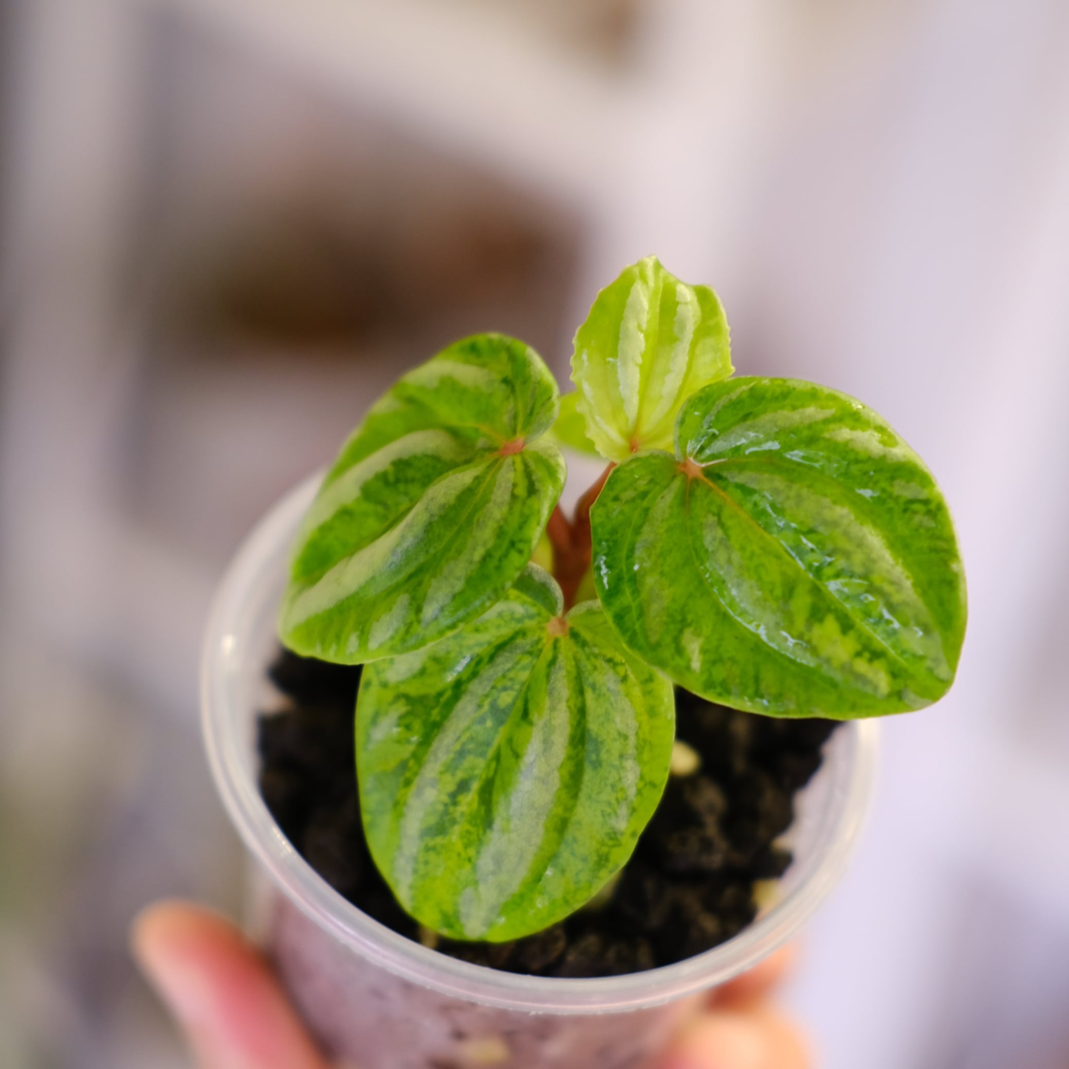 Peperomia argyreia variegated｜極斑入り スイカペペロニア│観葉植物