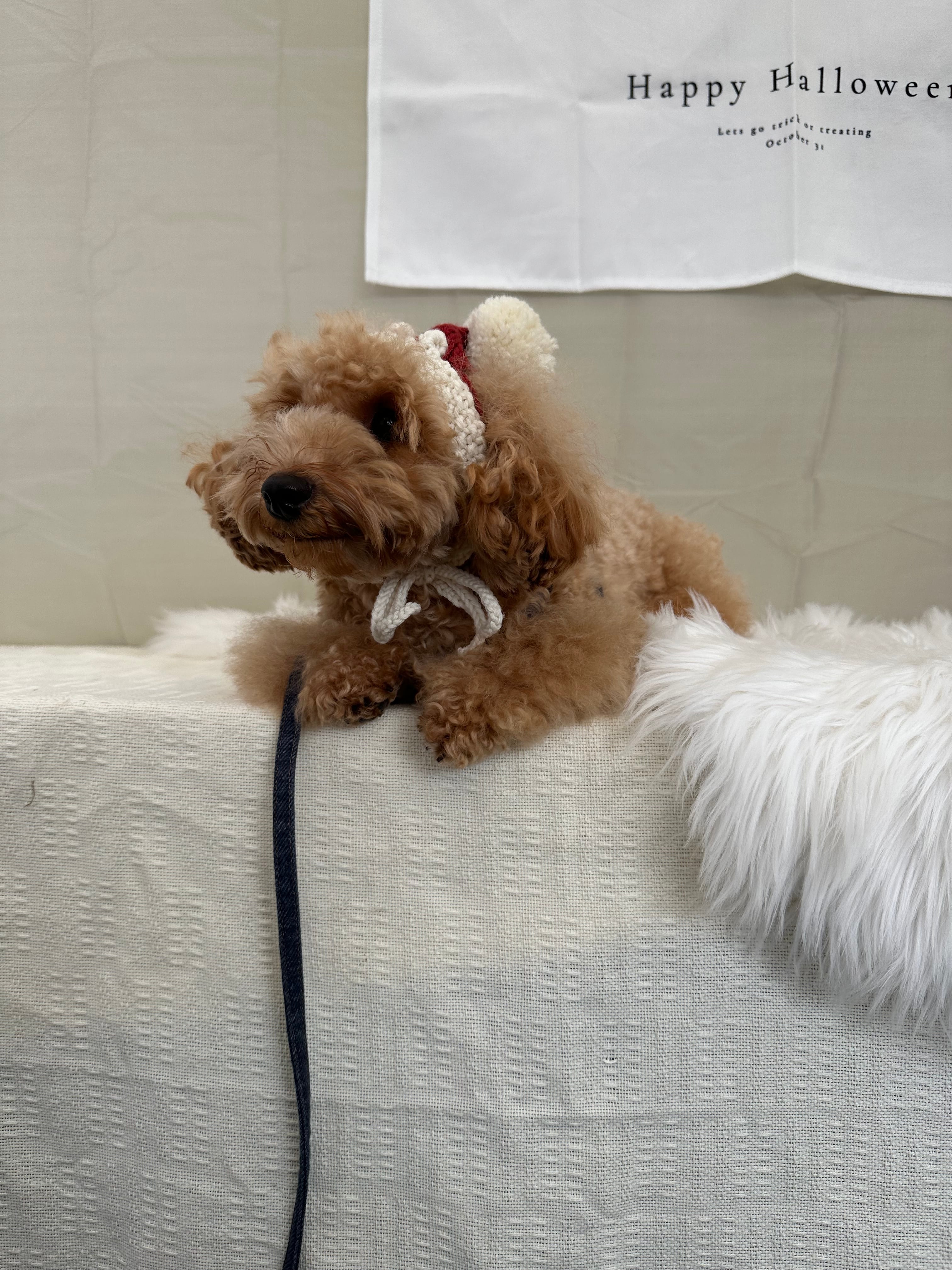 【即納】サンタボンネットSSサイズ