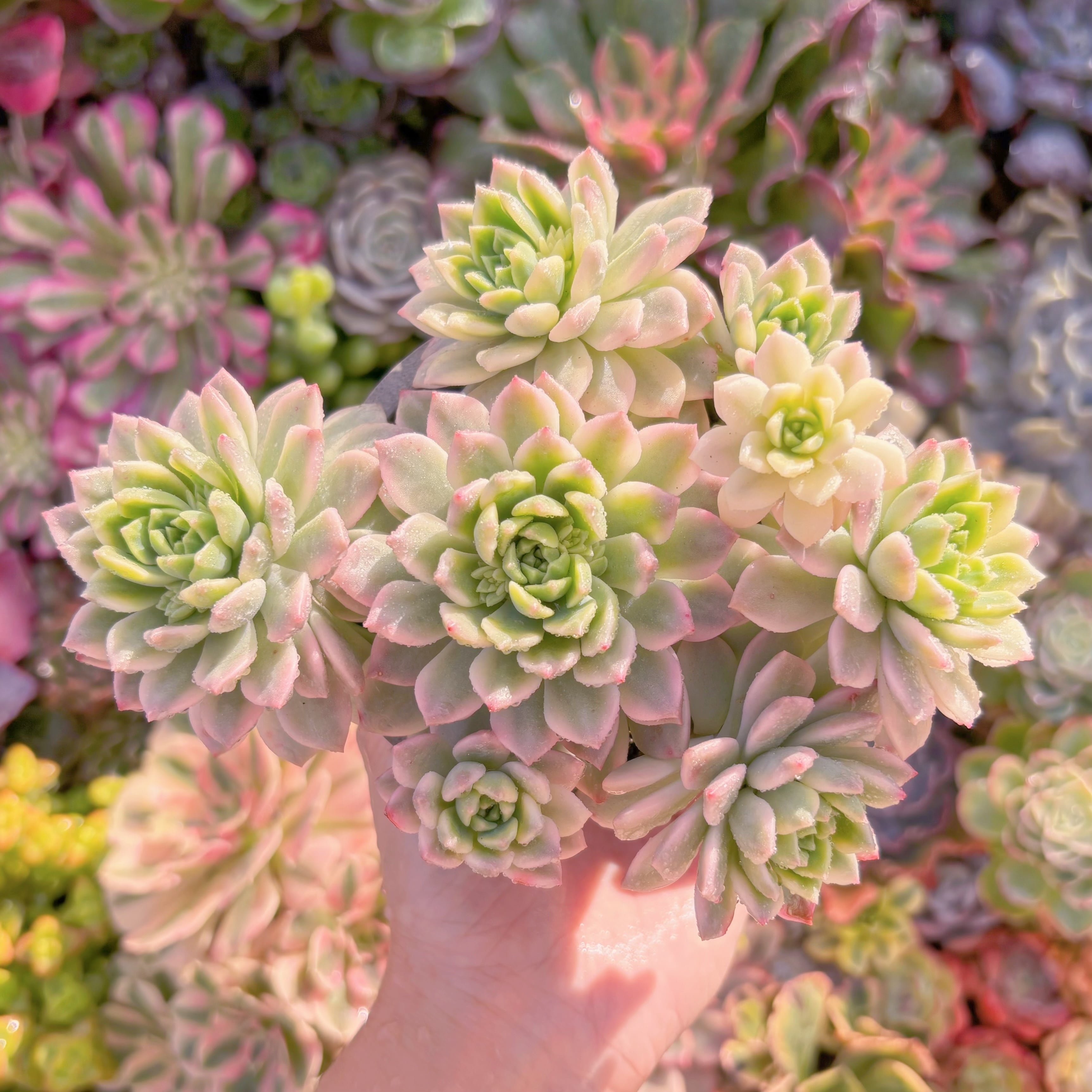 現品　マッコス錦#A05　大群生　新入荷　るる農園