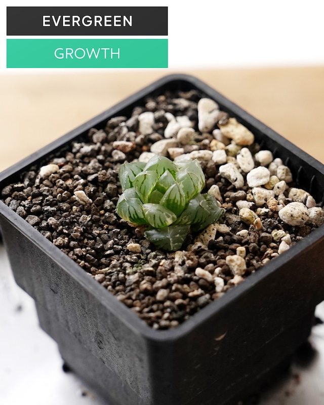 一部発根済カット苗 ハオルチア 水中月錦 斑なし？ニュアンス斑？ Haworthia 'Shui Zhong Yue'