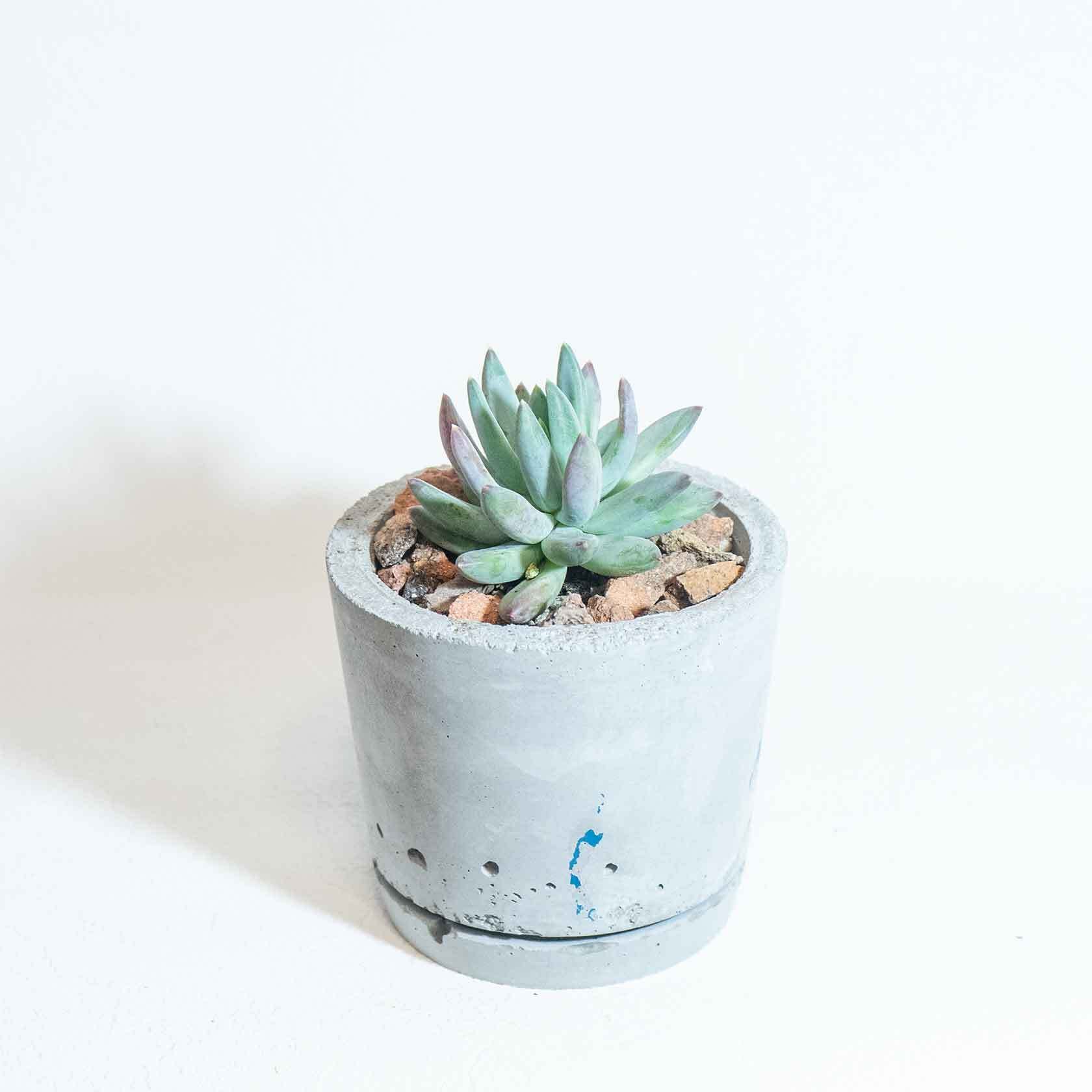 \送料無料/≪ 多肉植物 ≫室内管理もオッケーなパキフィツム・フーケリーの鉢植え|シンプルでお部屋を選ばない手作りモルタル鉢