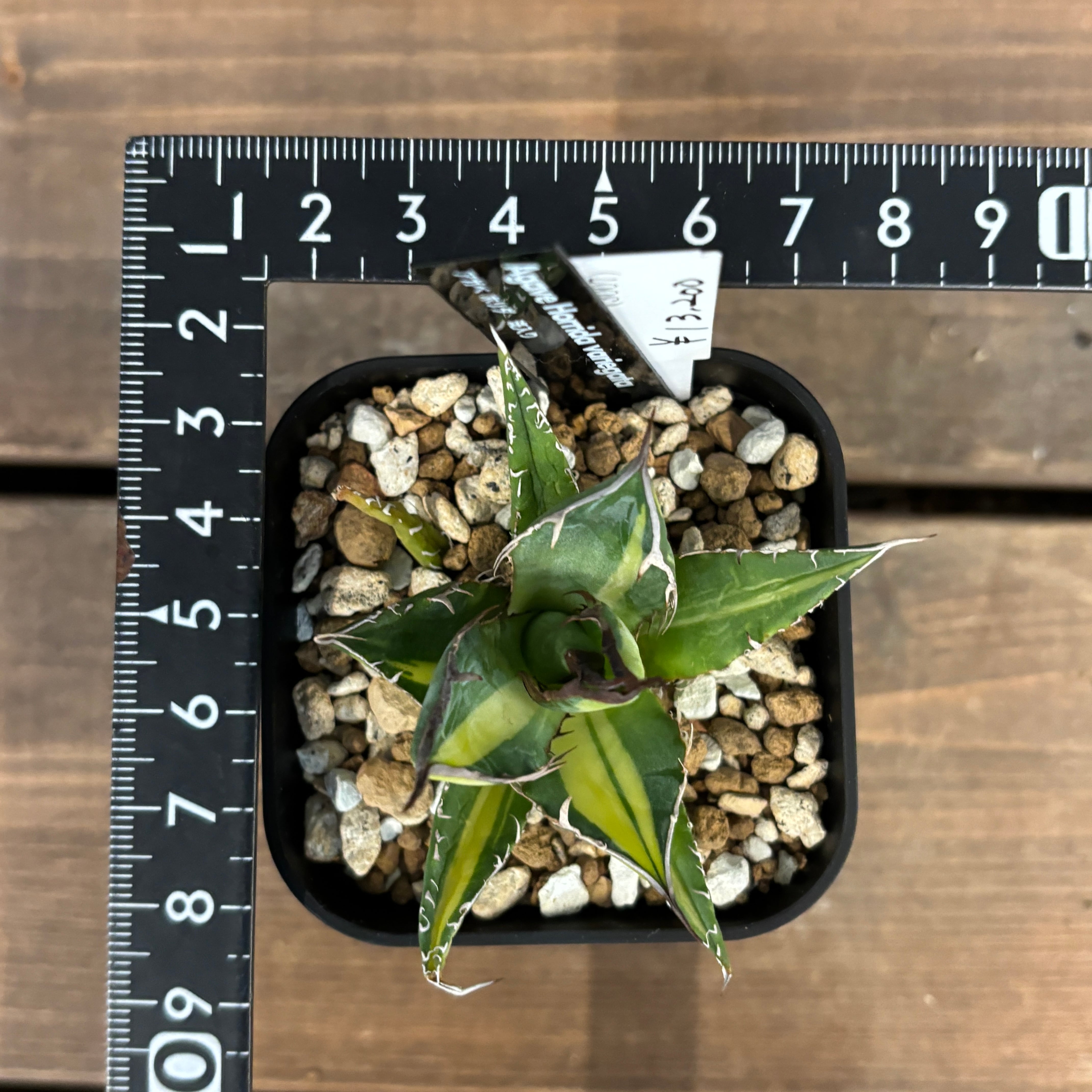 委) アガベ ホリダ 斑入り【258】 | PROTOLEAF プロトリーフ