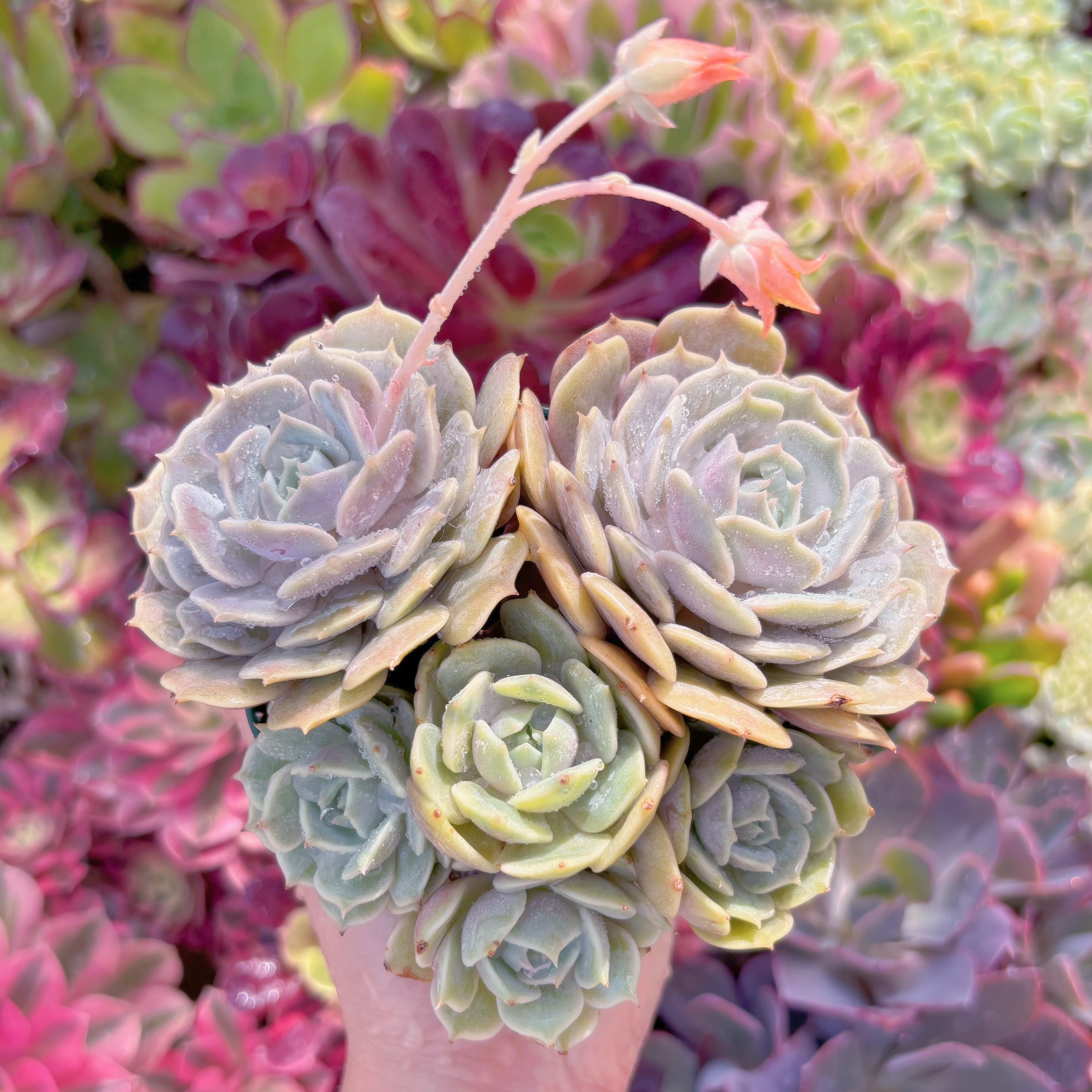 現品　ローラ#B09　るる農園