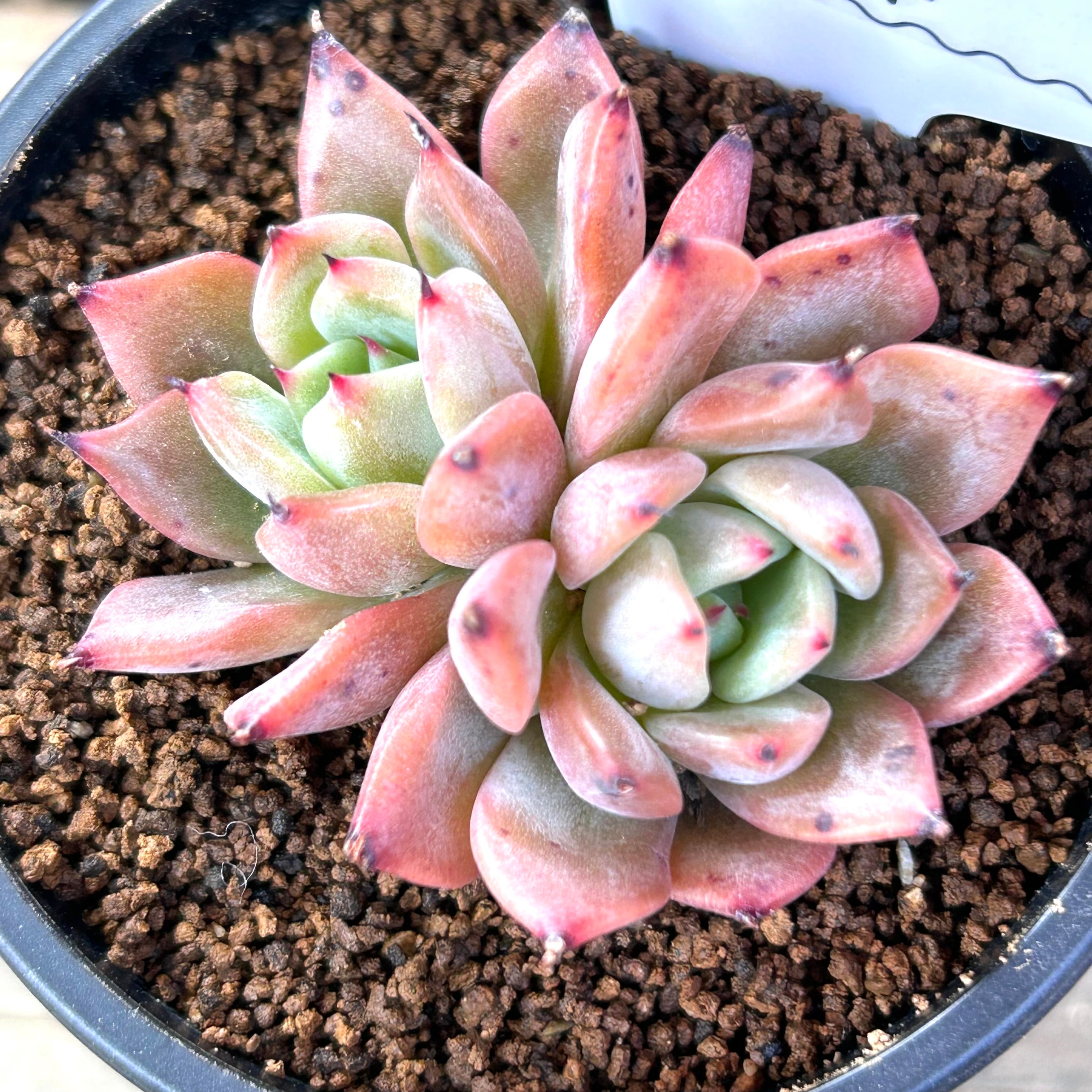 ノーマッド（nomad）ぱくさん苗 多肉 やばいぞ パクさん | COCO ET NICO