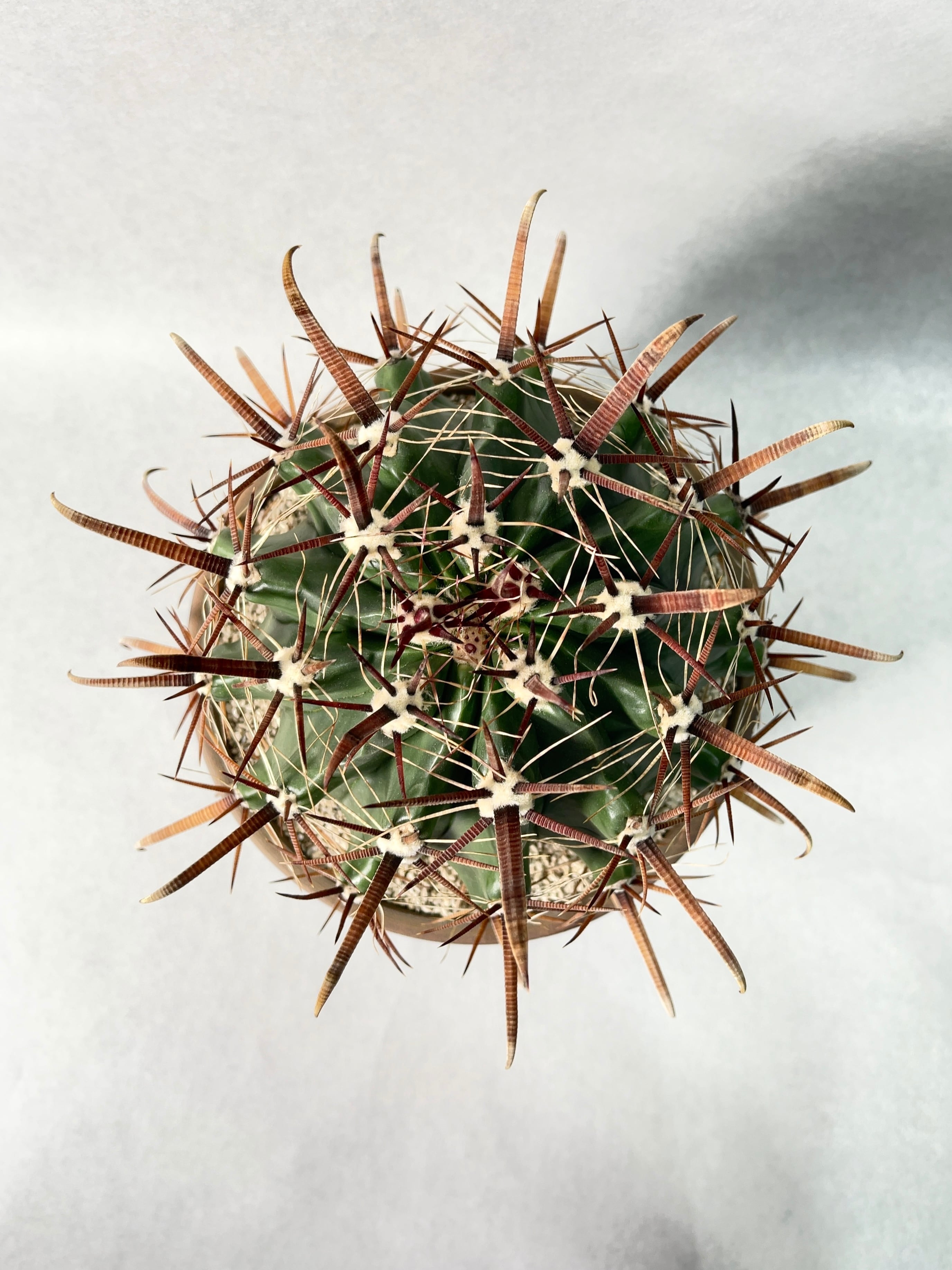 サボテン　フェロカクタス属　巨鷲玉　特大株　美株 サボテン：フェロカクタス 巨鷲玉 実生*幅7.5cm | サボテン