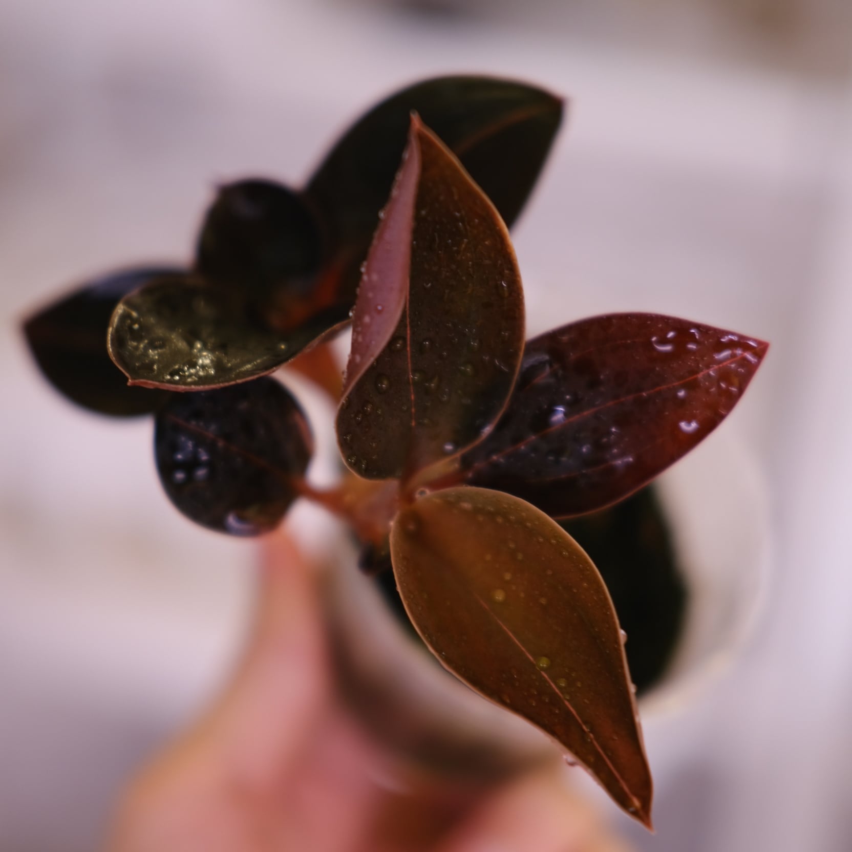 フィロデンドロン・ビリエティアエ斑入り｜Philodendron billietiae